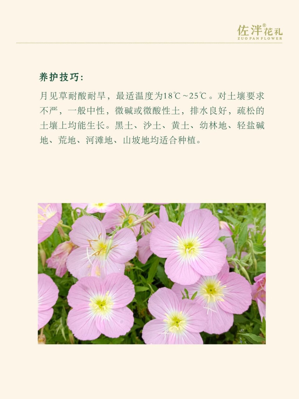 月见草图片 花语图片