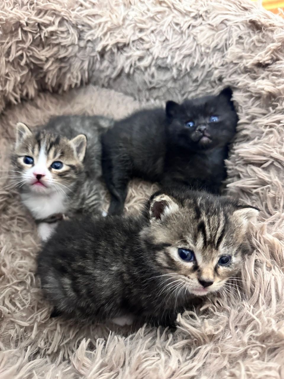 蓝猫和狸花猫生的崽崽