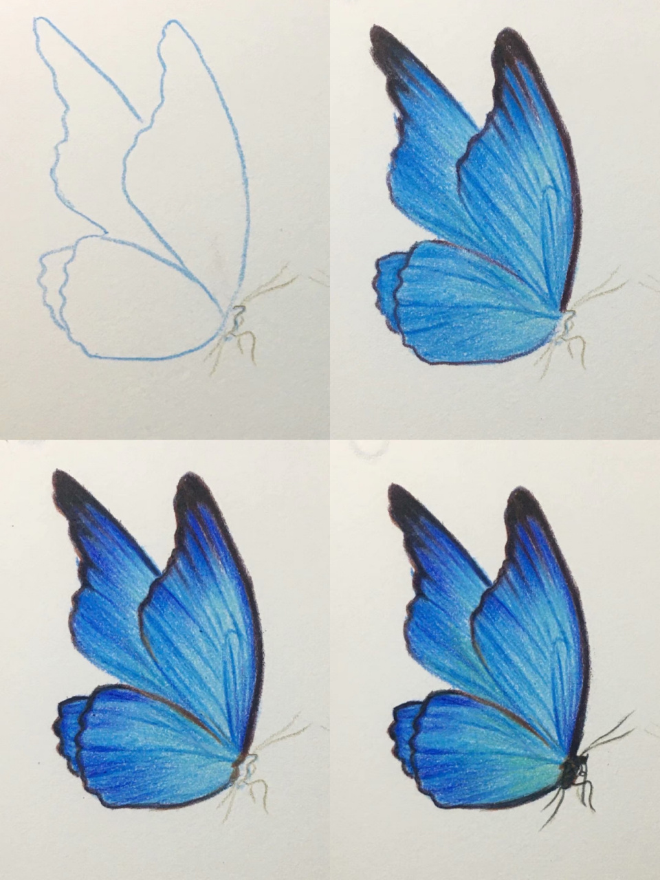 彩铅画简单又好看的蓝色蝴蝶03,含过程图 视频教程在前面的笔记