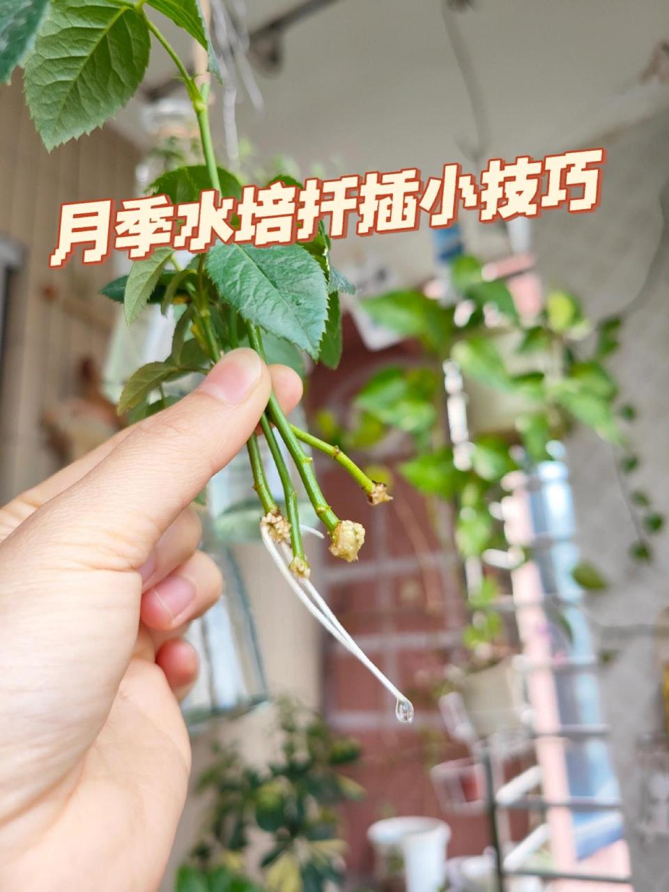 月季花水培方法图片