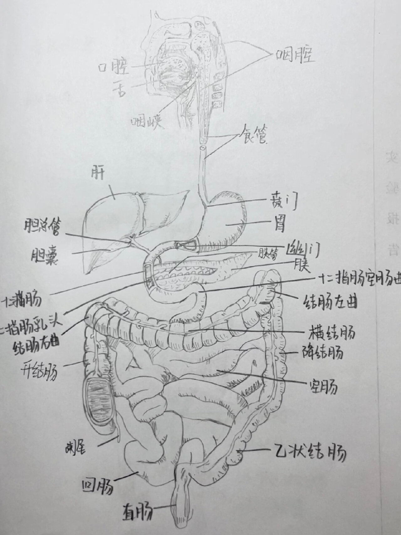 消化系统模式图手绘图图片