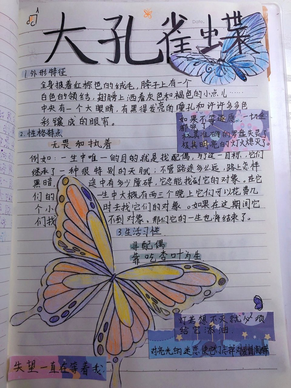 大孔雀蝶思维导图图片