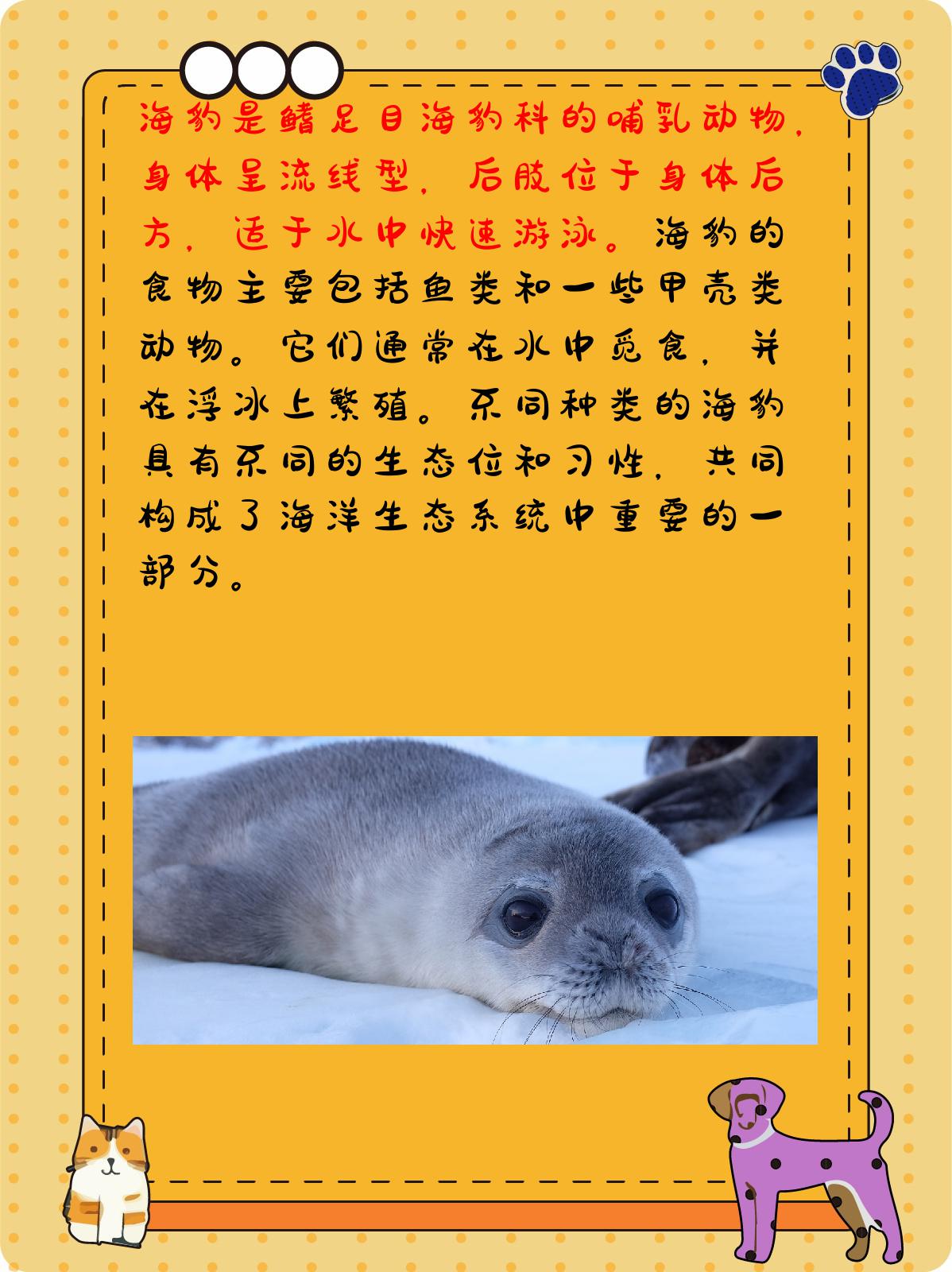 海狮海狗海豹海象有什么区别