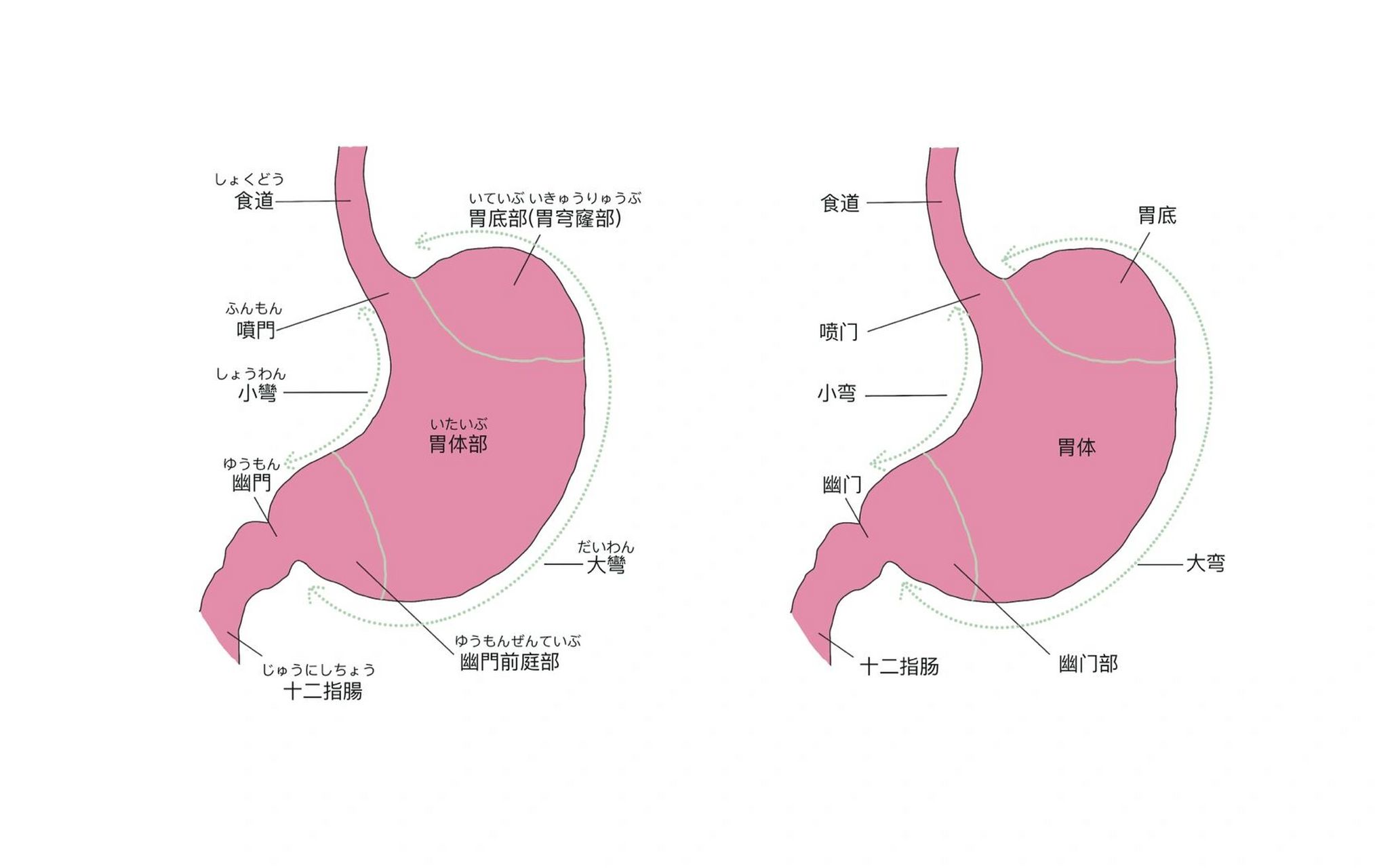 胃部形态图图片