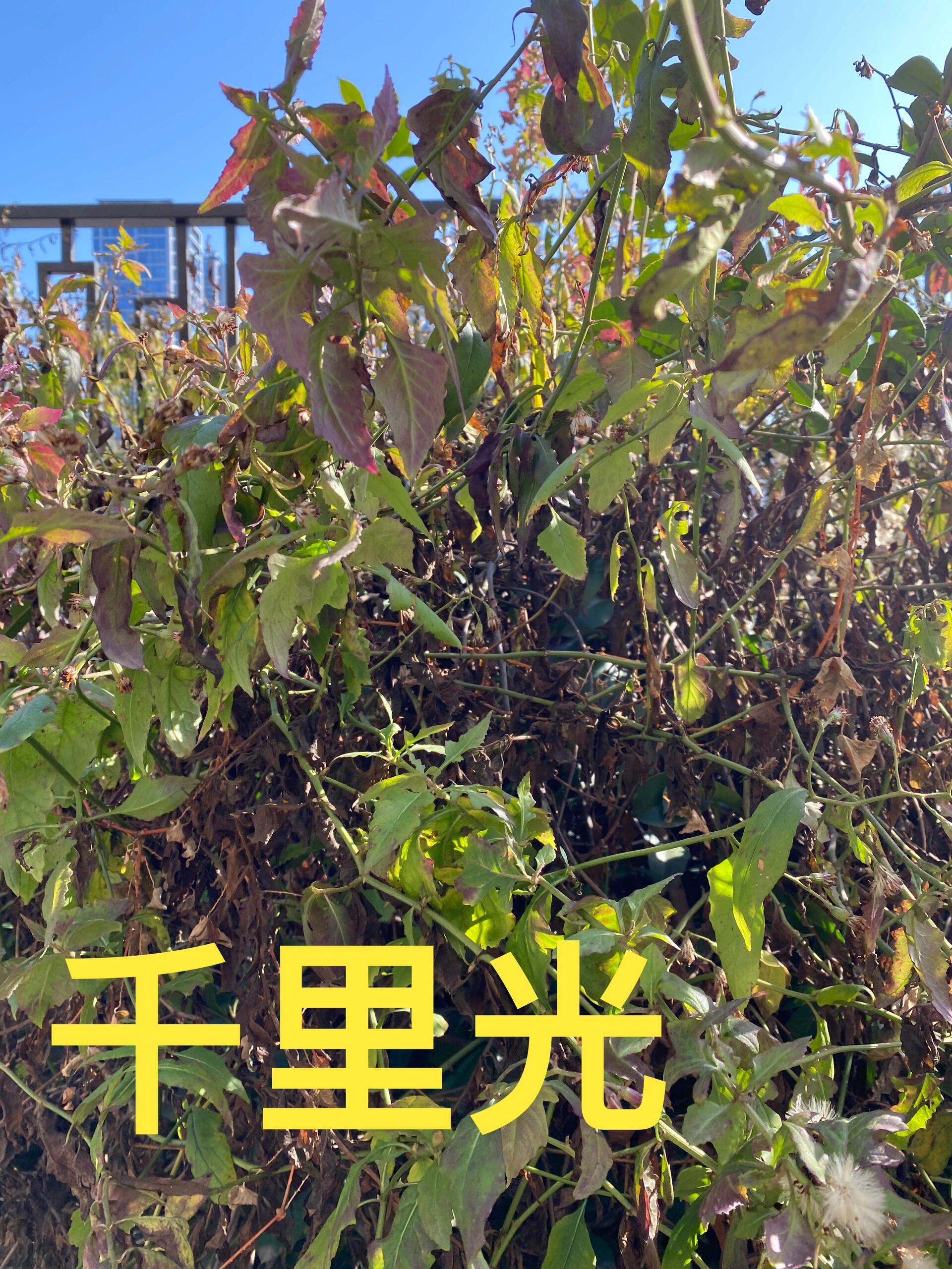 千里光,皮肤外洗的好草药