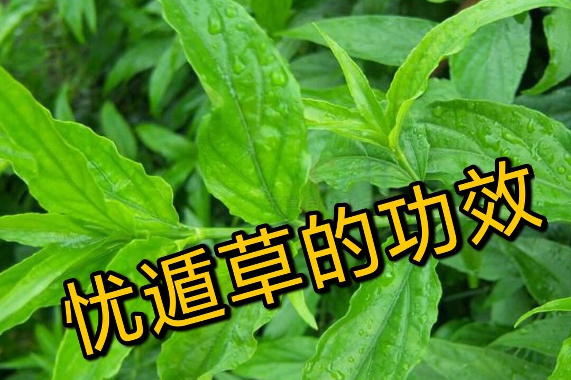 忧遁草的功效 忧遁草为食品原料(药食同源),无任何毒性,学名鳄嘴花,又