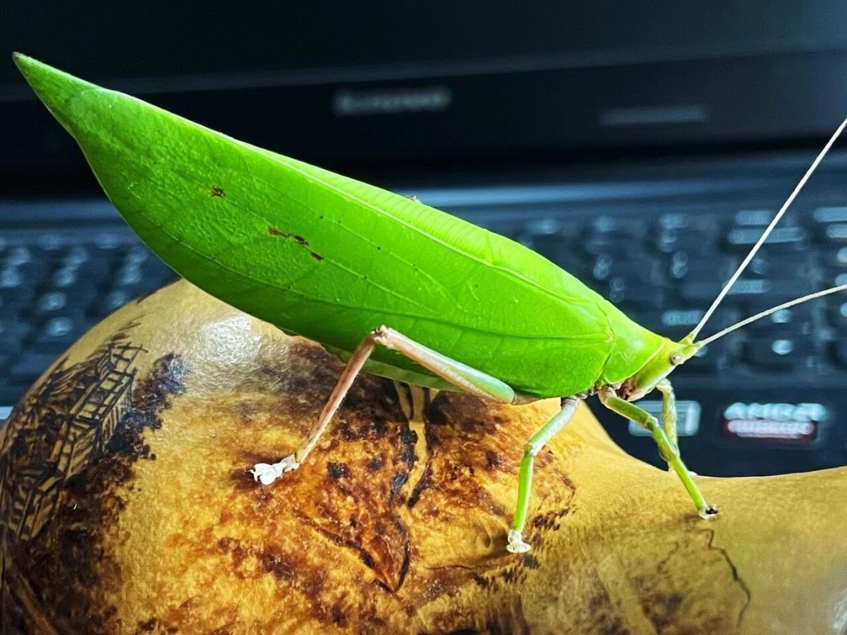 第一次养素背肘隆螽 秋天是可以听的,当秋风渐冽,秋色渐浓,深入到每一