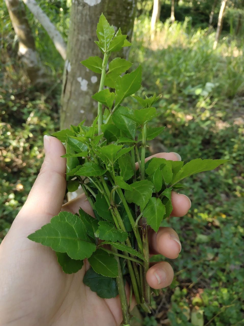 野生簕菜的吃法 鲫鱼簕菜汤,无敌~97 鲫鱼煎至金黄–加水煮滚–滚至