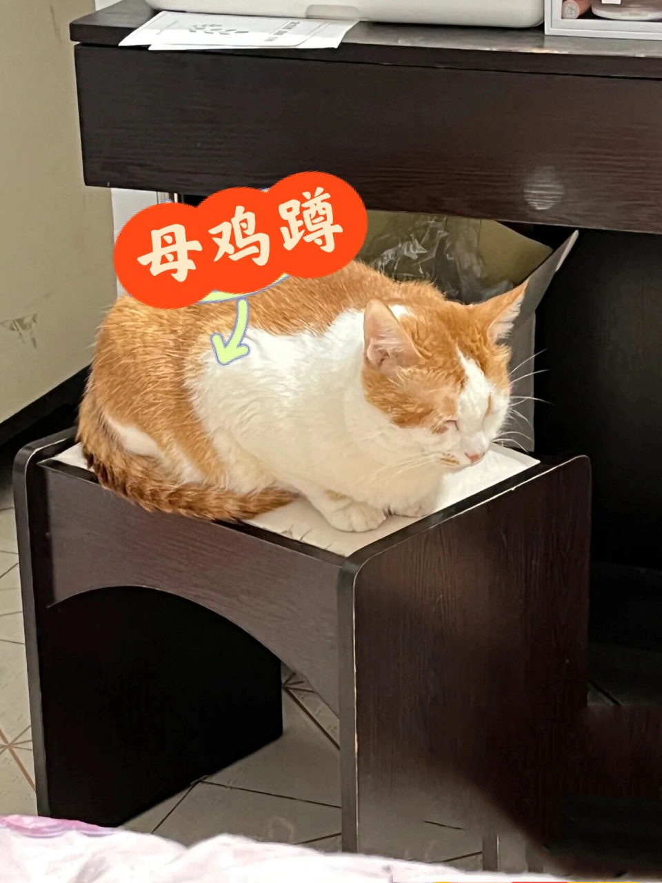 猫咪母鸡蹲和农民揣图片