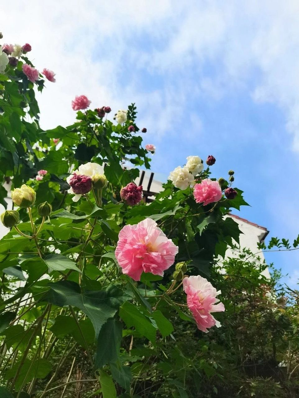 一棵超美的双色重瓣木芙蓉 木芙蓉又叫芙蓉花 是落叶花灌木 花期为8