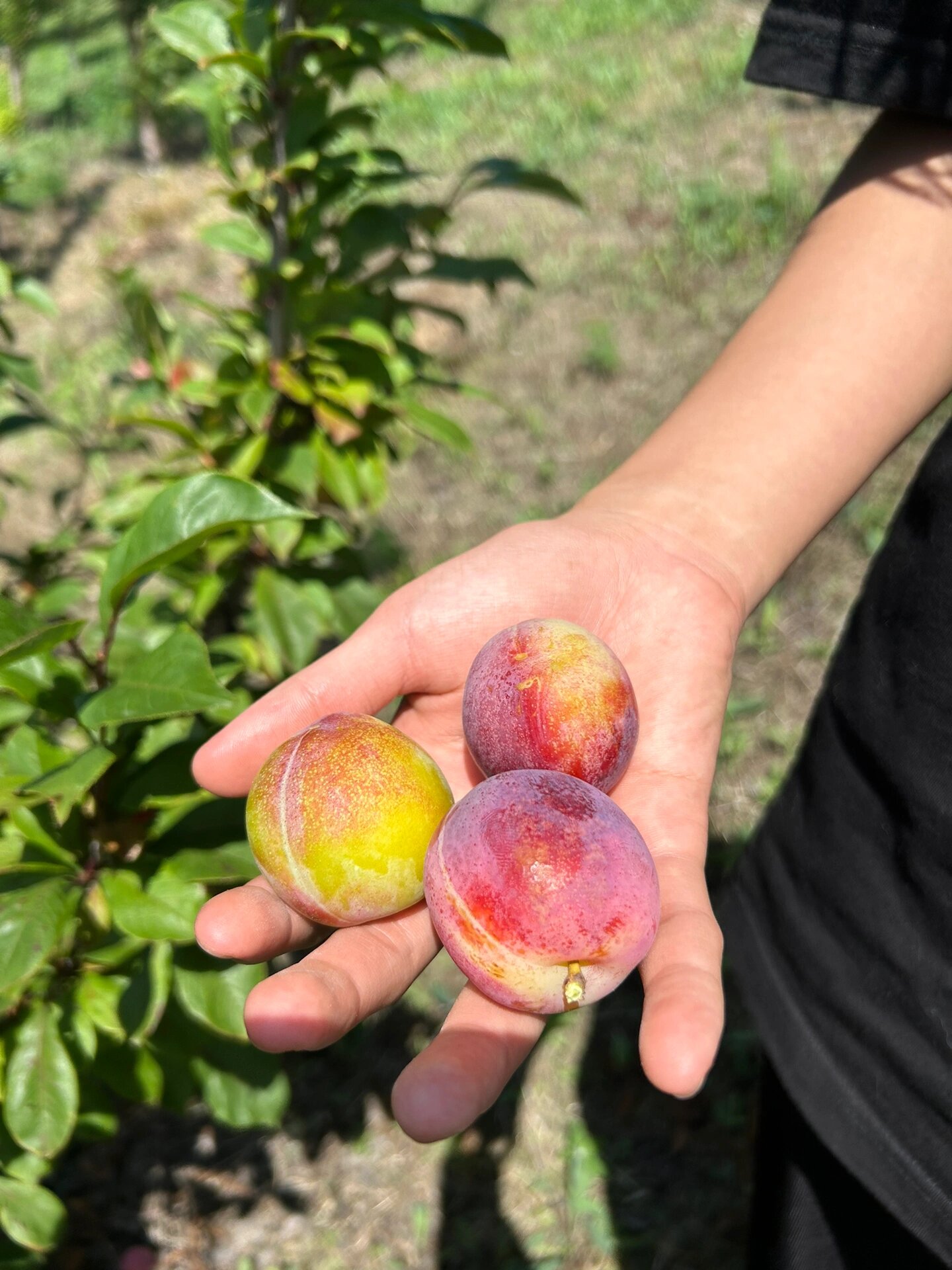 东北干碗李子鸡心李子