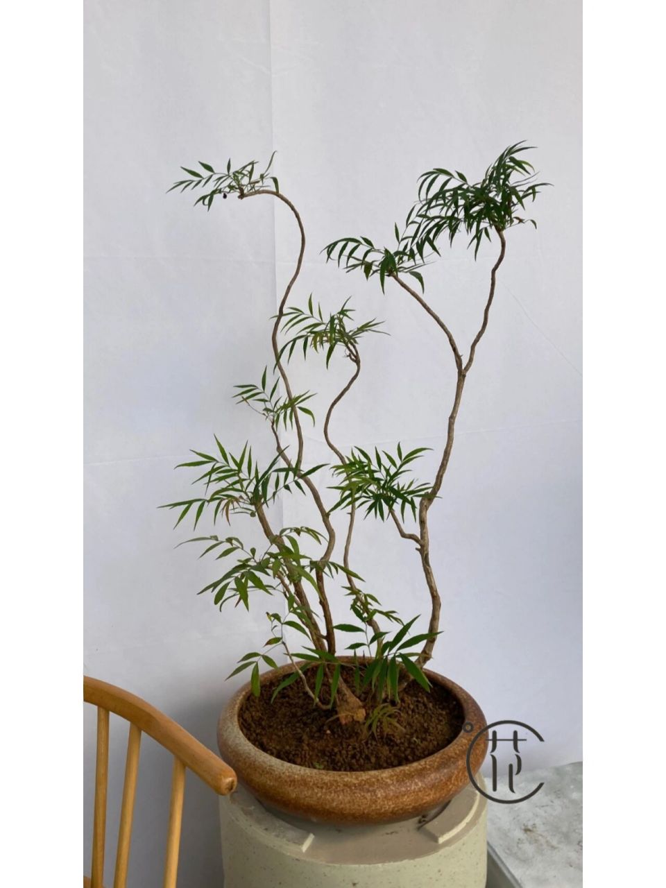 花有度推荐——十大功劳盆栽 东坡有言 宁可食无肉,不可居无竹 可想