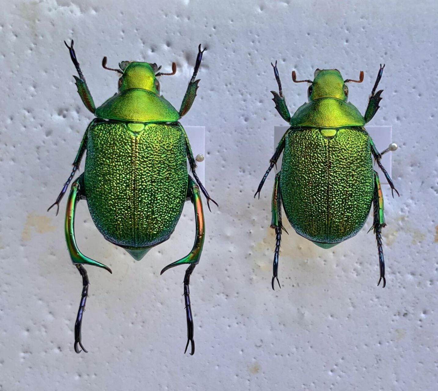 标本分享～ 墨西哥壮腿绿宝石丽金龟～ 公虫有特化的后足,背上的纹理