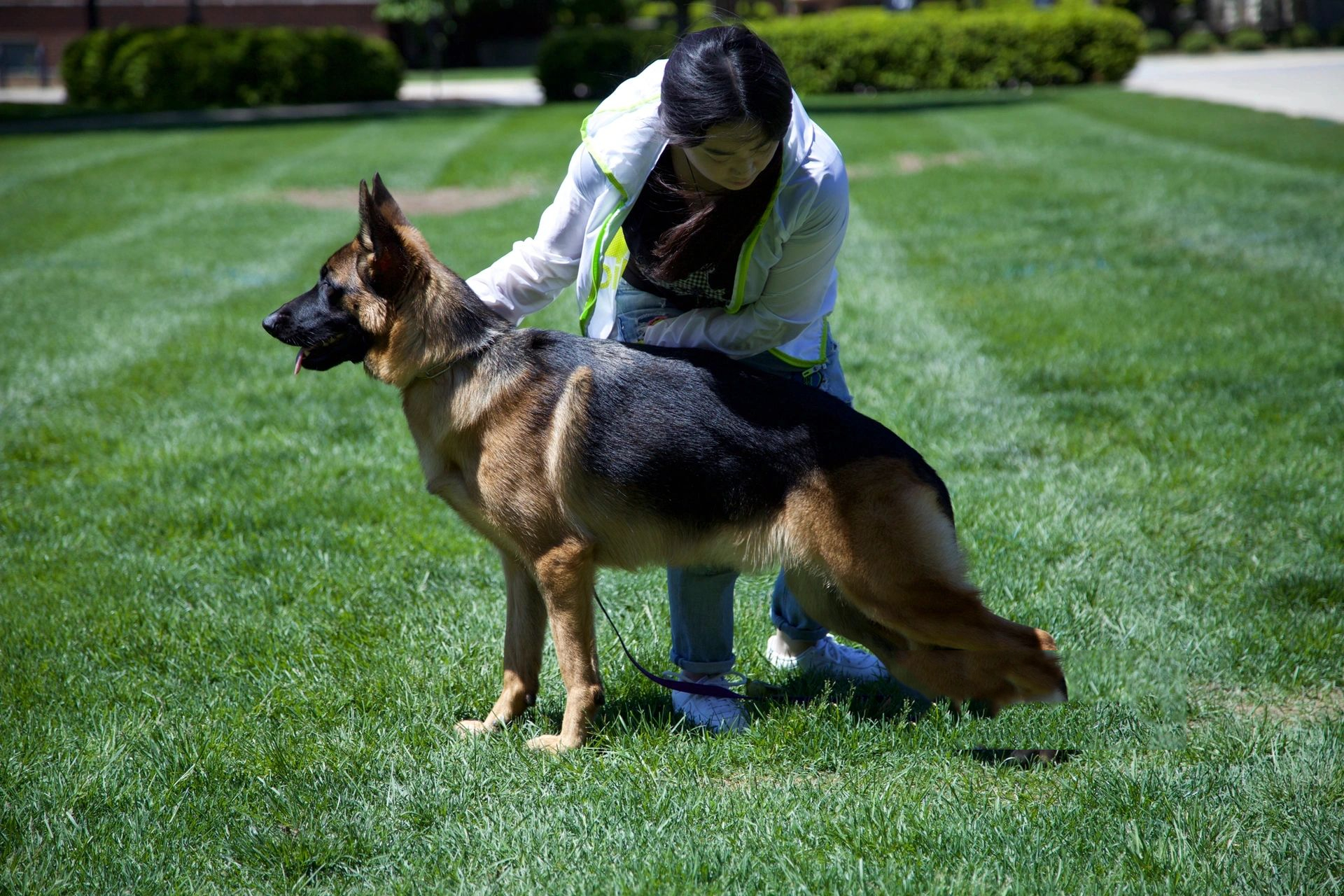 平背的一些解答 其实德牧并没有平背和弓背之分,"弓"和"平"都是相对