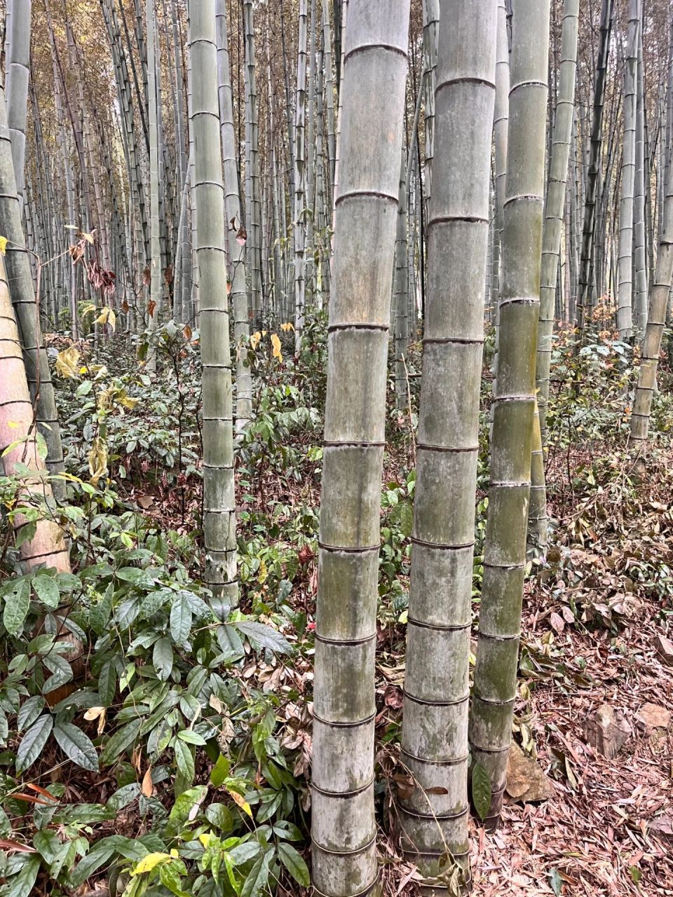 竹子花你们见过吗?