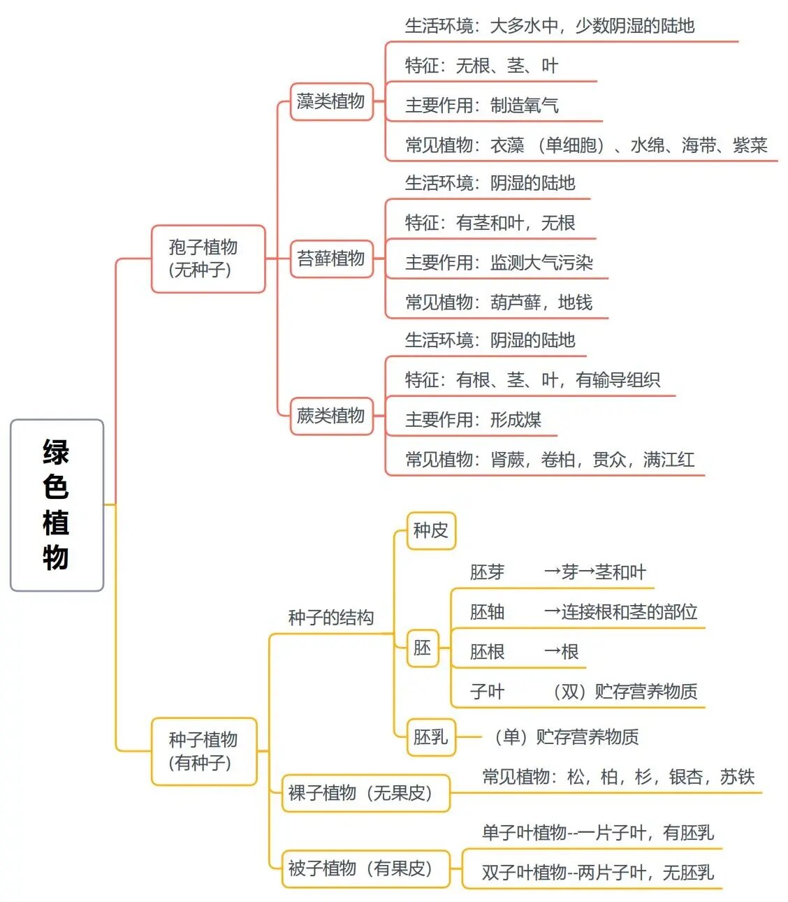 植物结构层次框架图图片