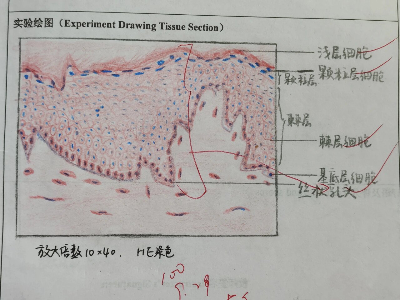 钟状期成釉器红蓝绘图图片