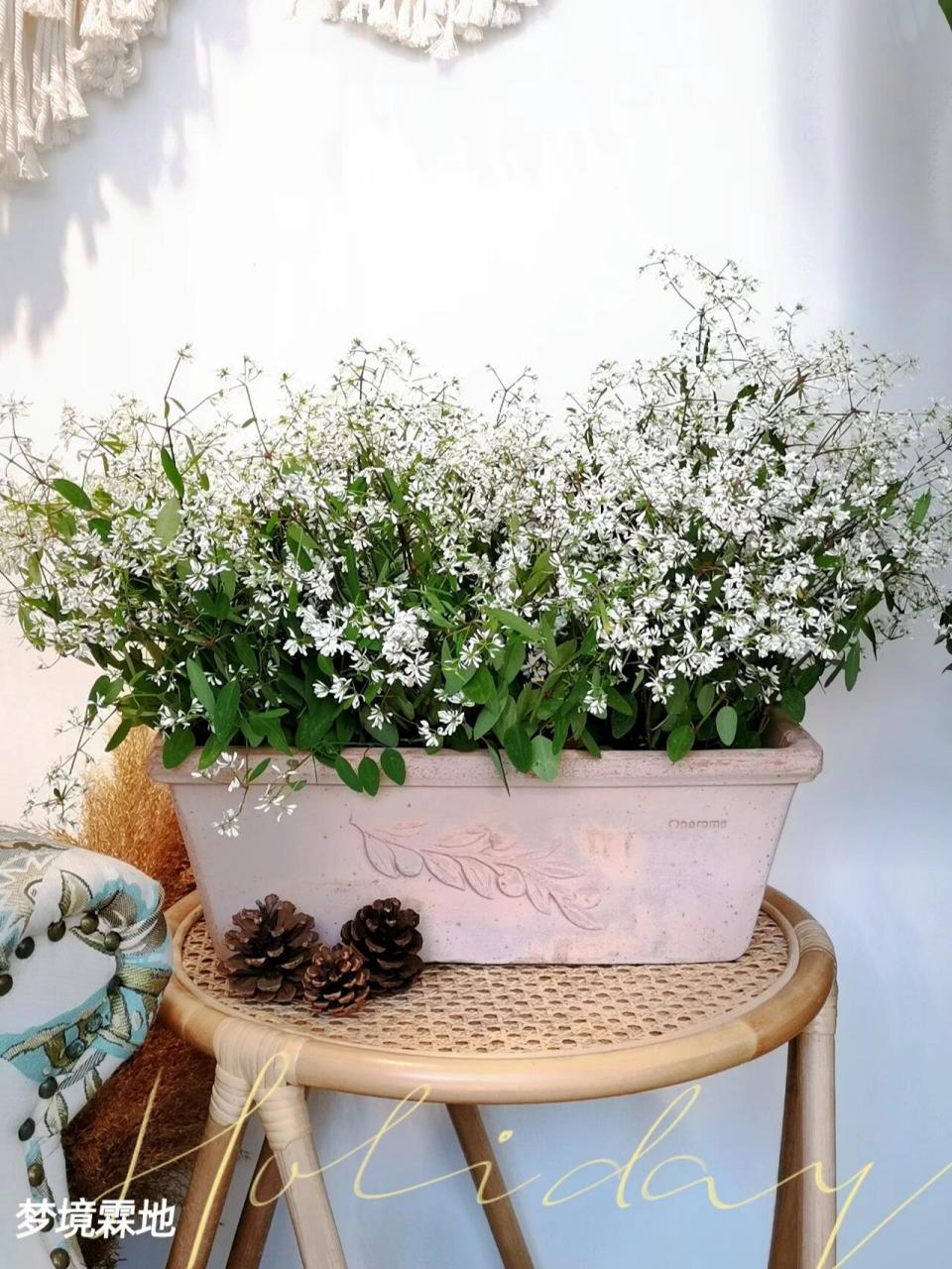 飘雪盆栽 搭配帝罗马花盆 飘雪,又名禾叶大戟,原产于古巴,墨西哥及