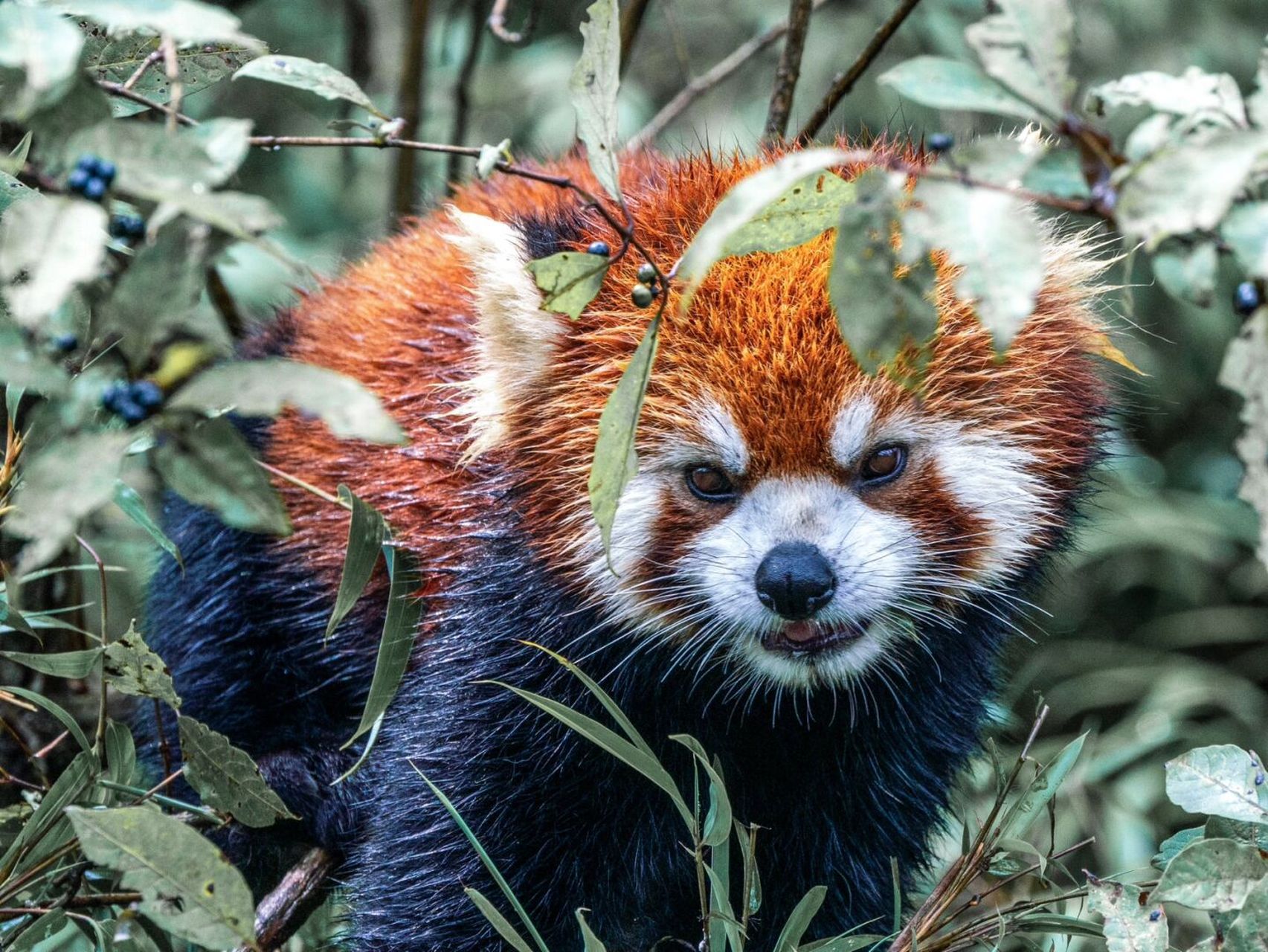今天是国际小熊猫日,发一组我在瓦屋山国家森林公园拍摄的野生小熊猫