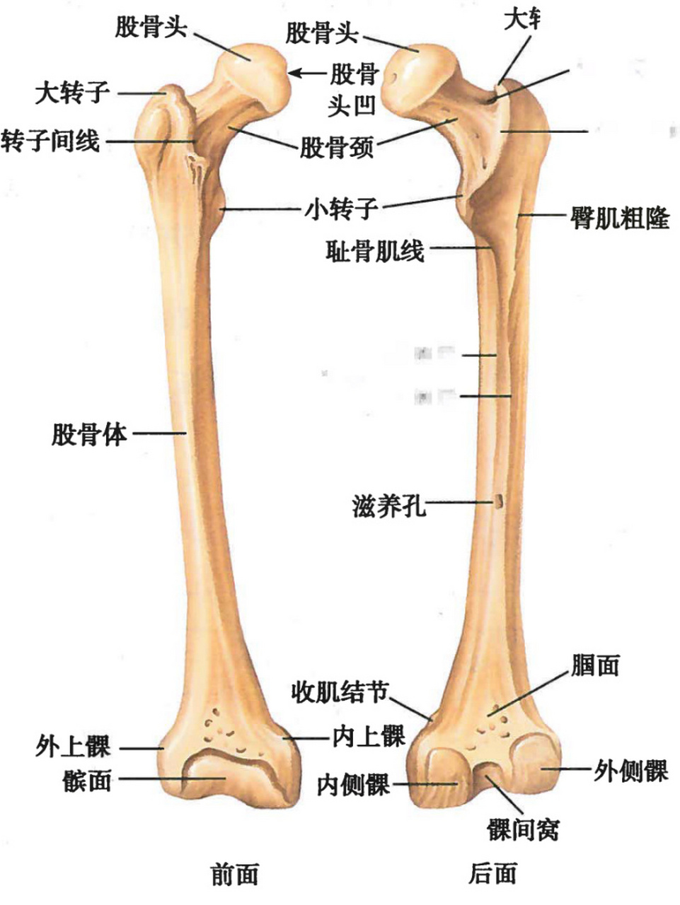 股骨胫骨位置图图片图片