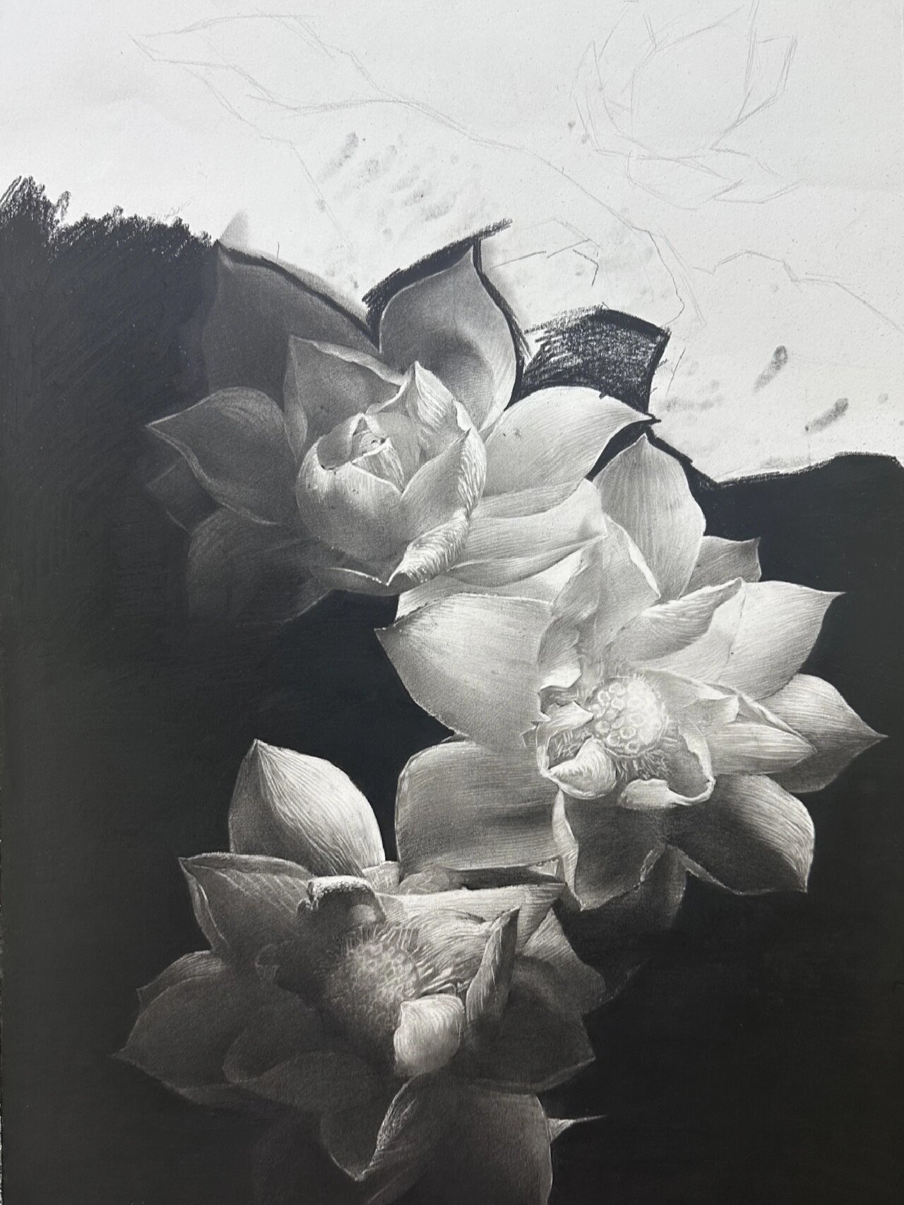 素描篇|保定校区初高中老师荷花作品