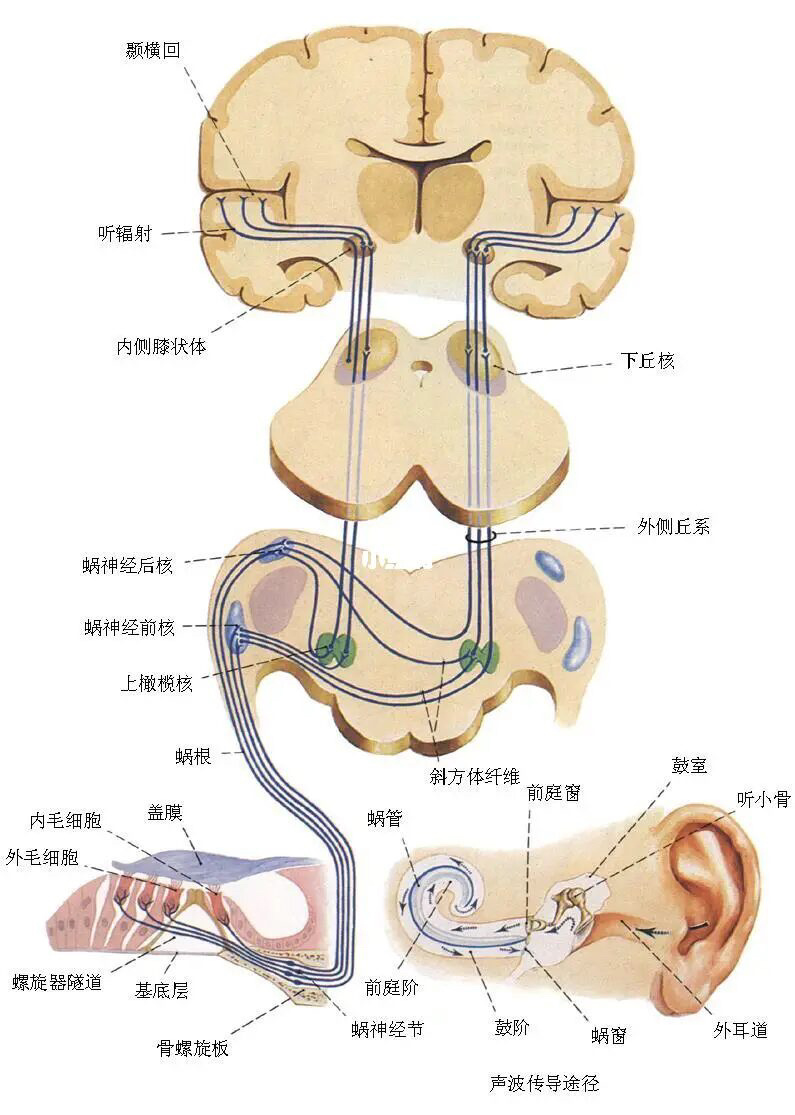 面听神经解剖图片
