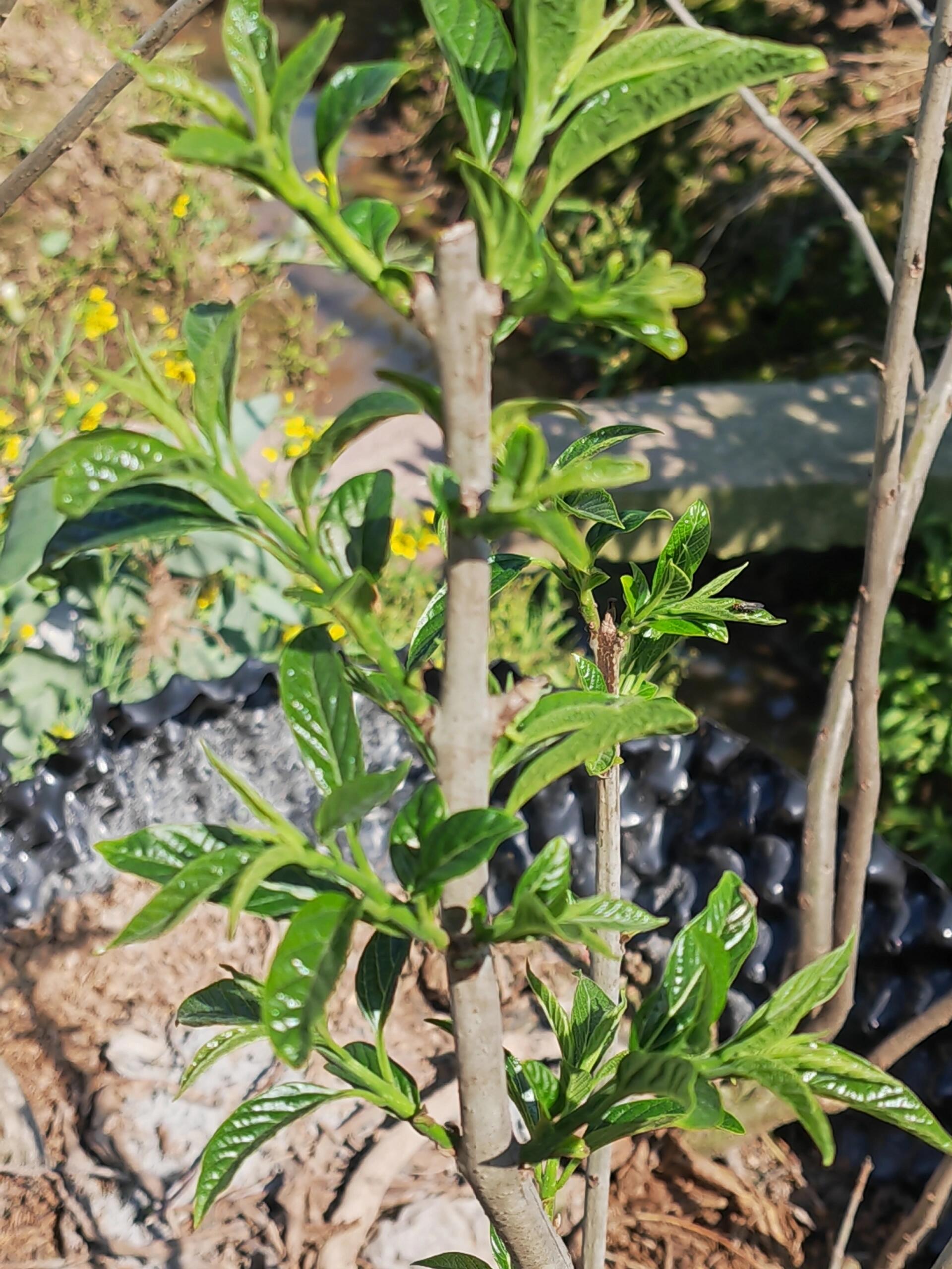 心心念念的秋风丝:第一度采摘,嫩的无法形容,自家种的就是新鲜美味