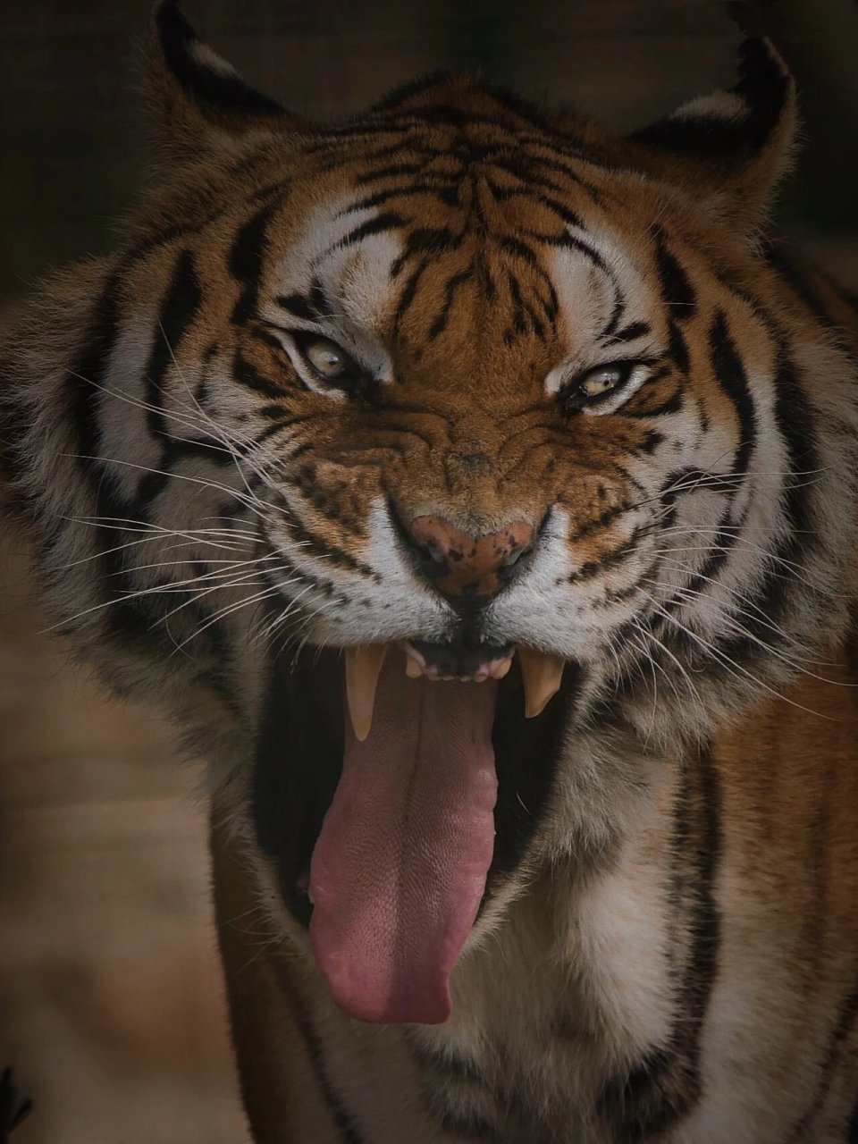 和老虎对视二分钟,可以治愈你猥琐的习惯,老虎的眼睛会让你的胆子越来