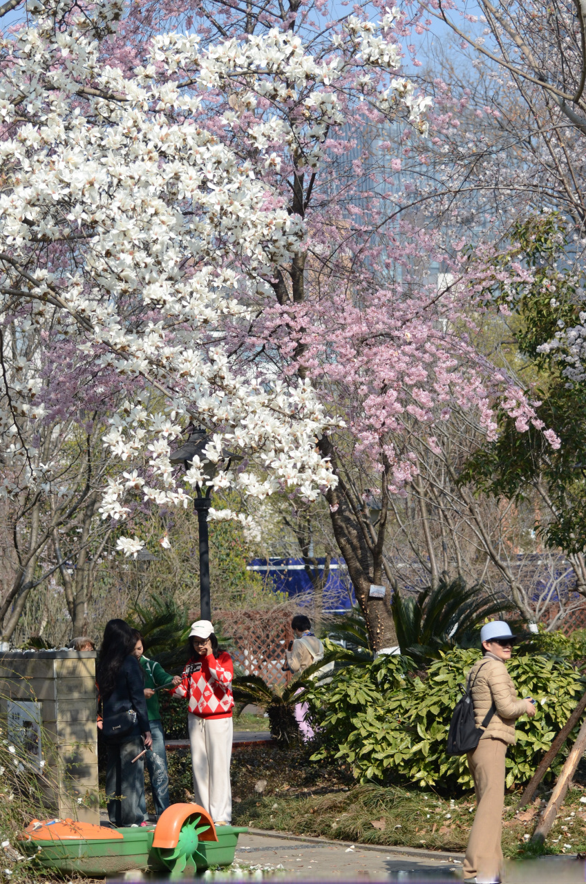 在汉口江滩樱园的一角,一棵高大的白玉兰和樱花同框绽放,花枝交错,搭
