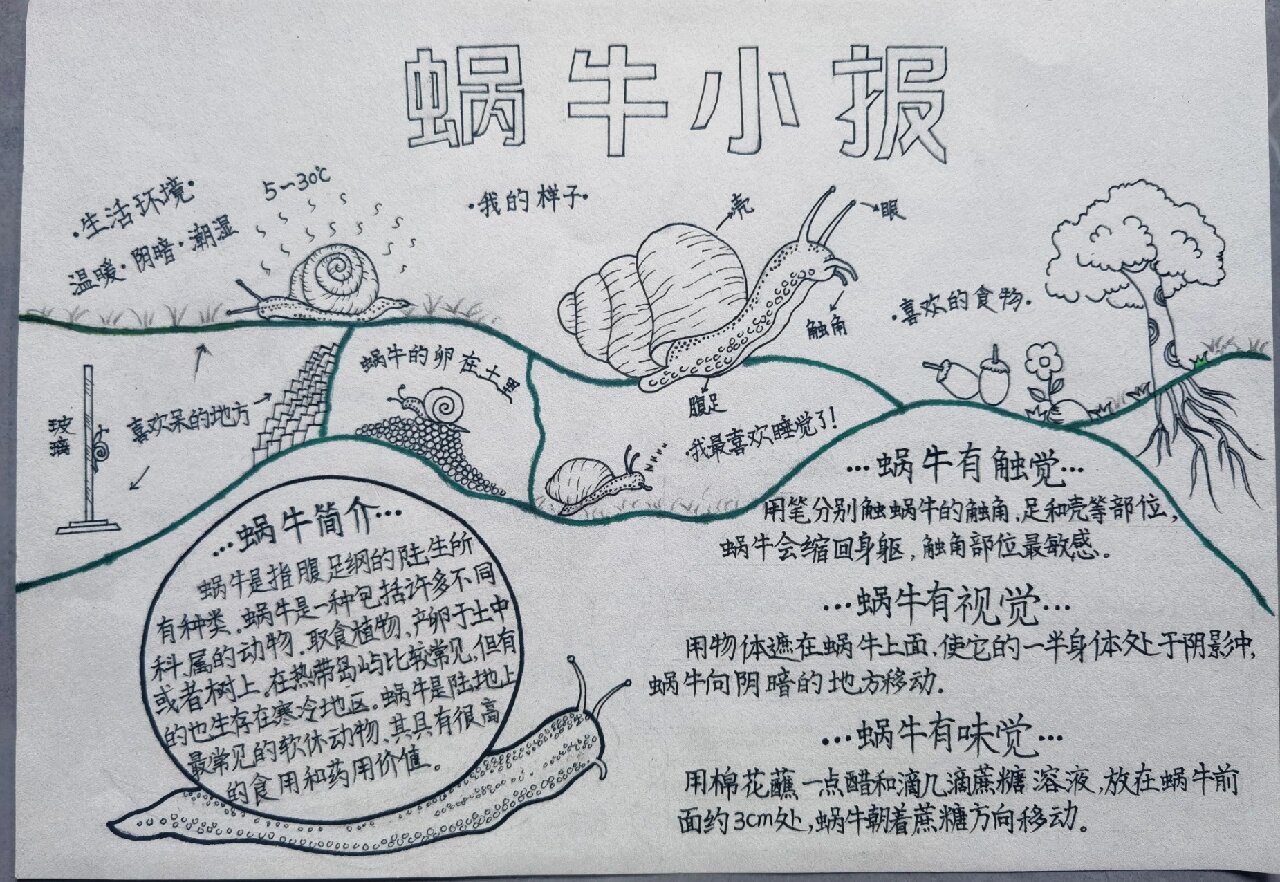 假期完成一张蜗牛观察日记小报!