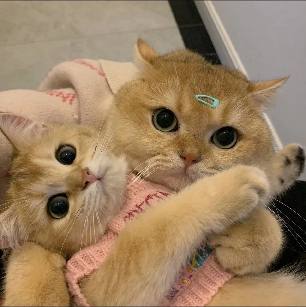 7|猫猫情头95 今天是2021年12月7号,也是二十四节气中的大雪,愿大家