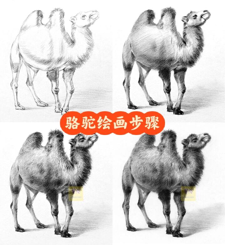 一起来画简笔画素描骆驼绘画