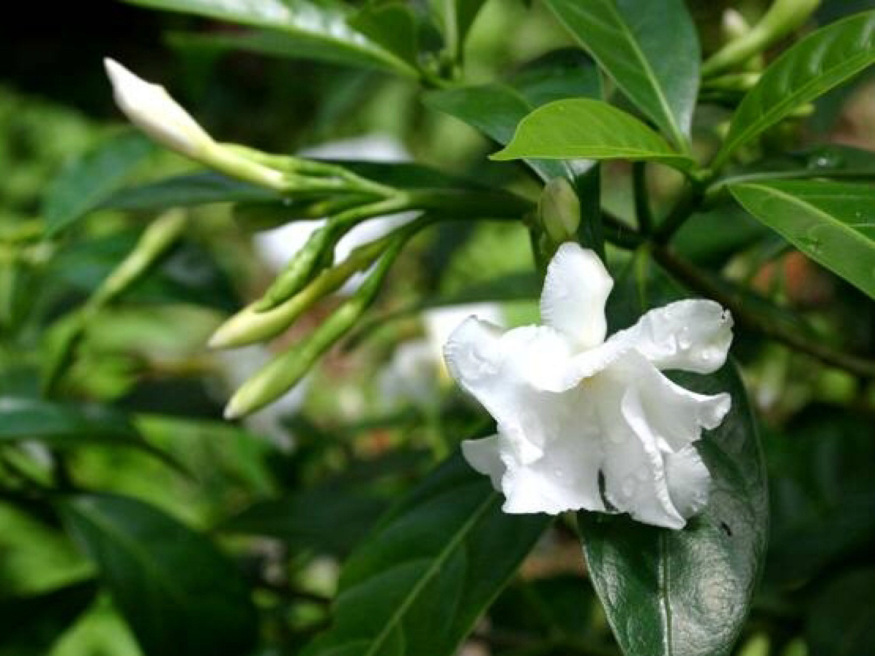 钉子花po甜牙图片