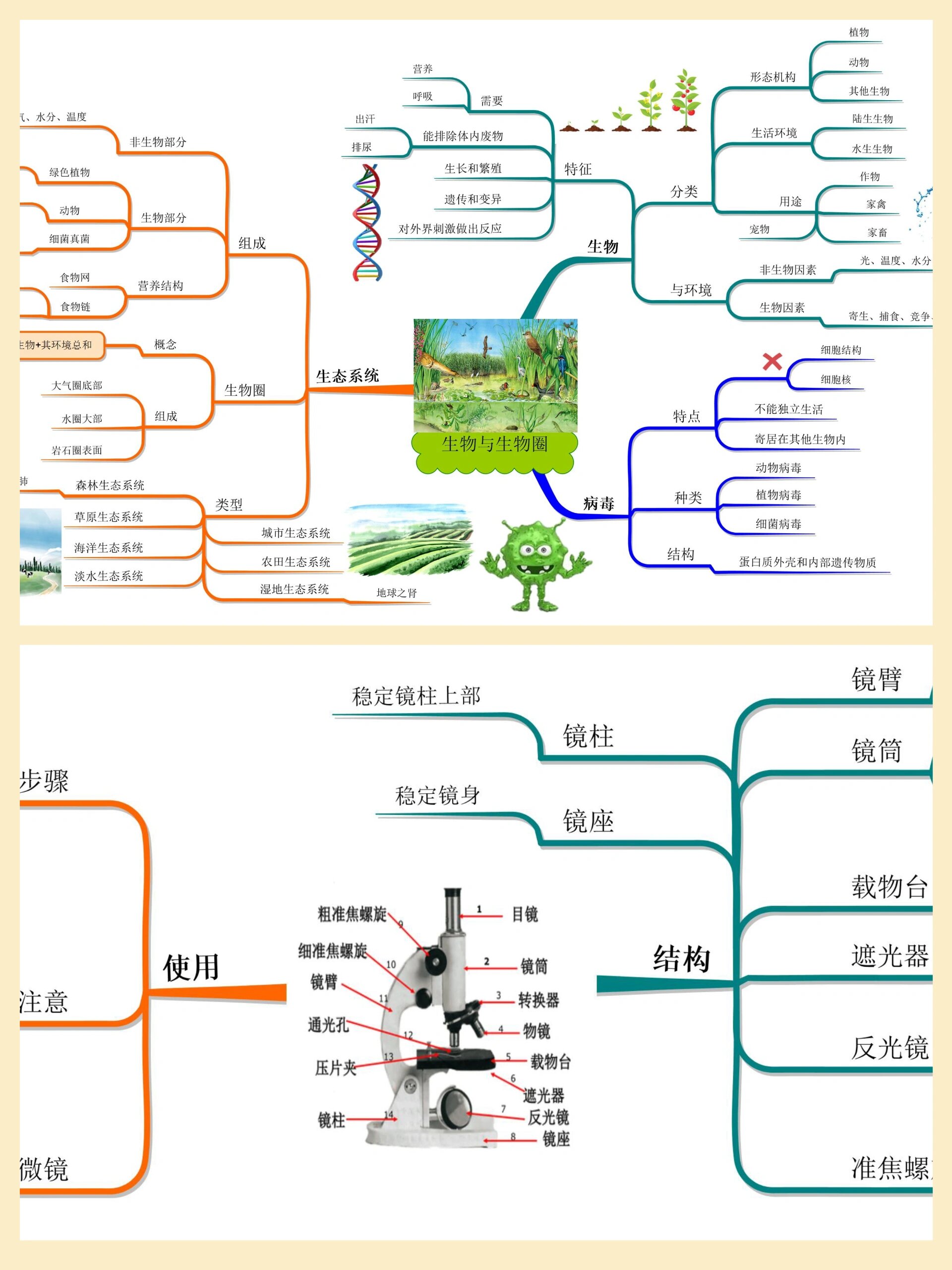 七年级上册生物思维导图