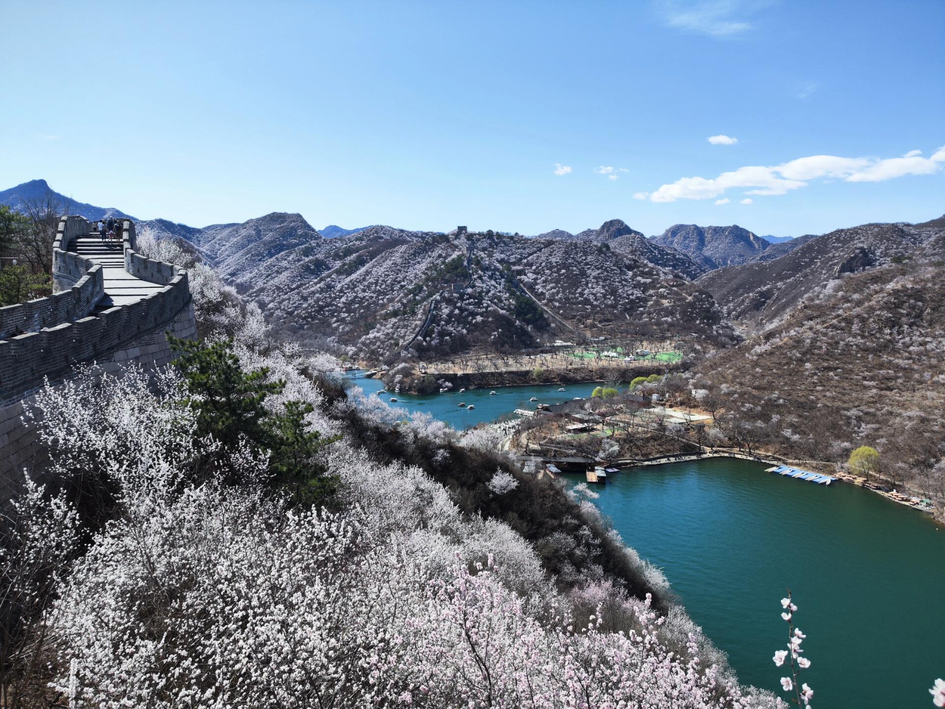 黄花水长城花期图片