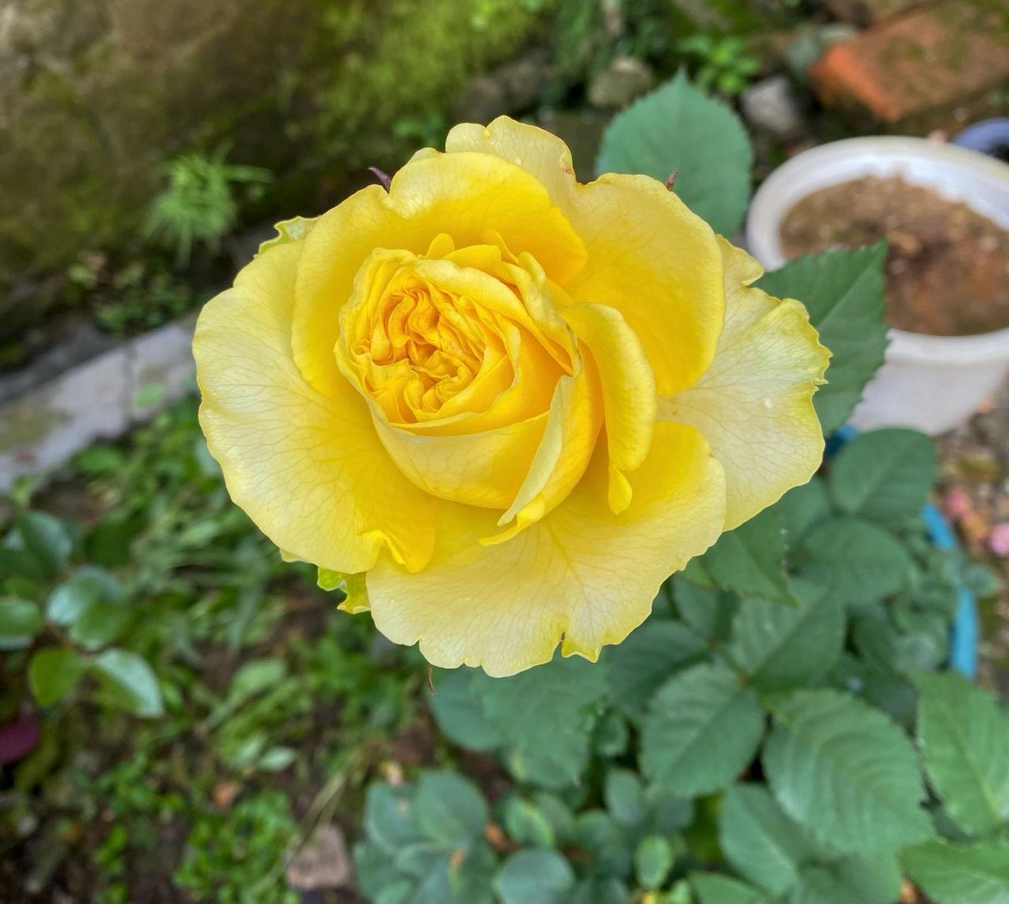 贝壳是目前我种过的几款黄色月季里我 贝壳是目前我种过的几款黄色