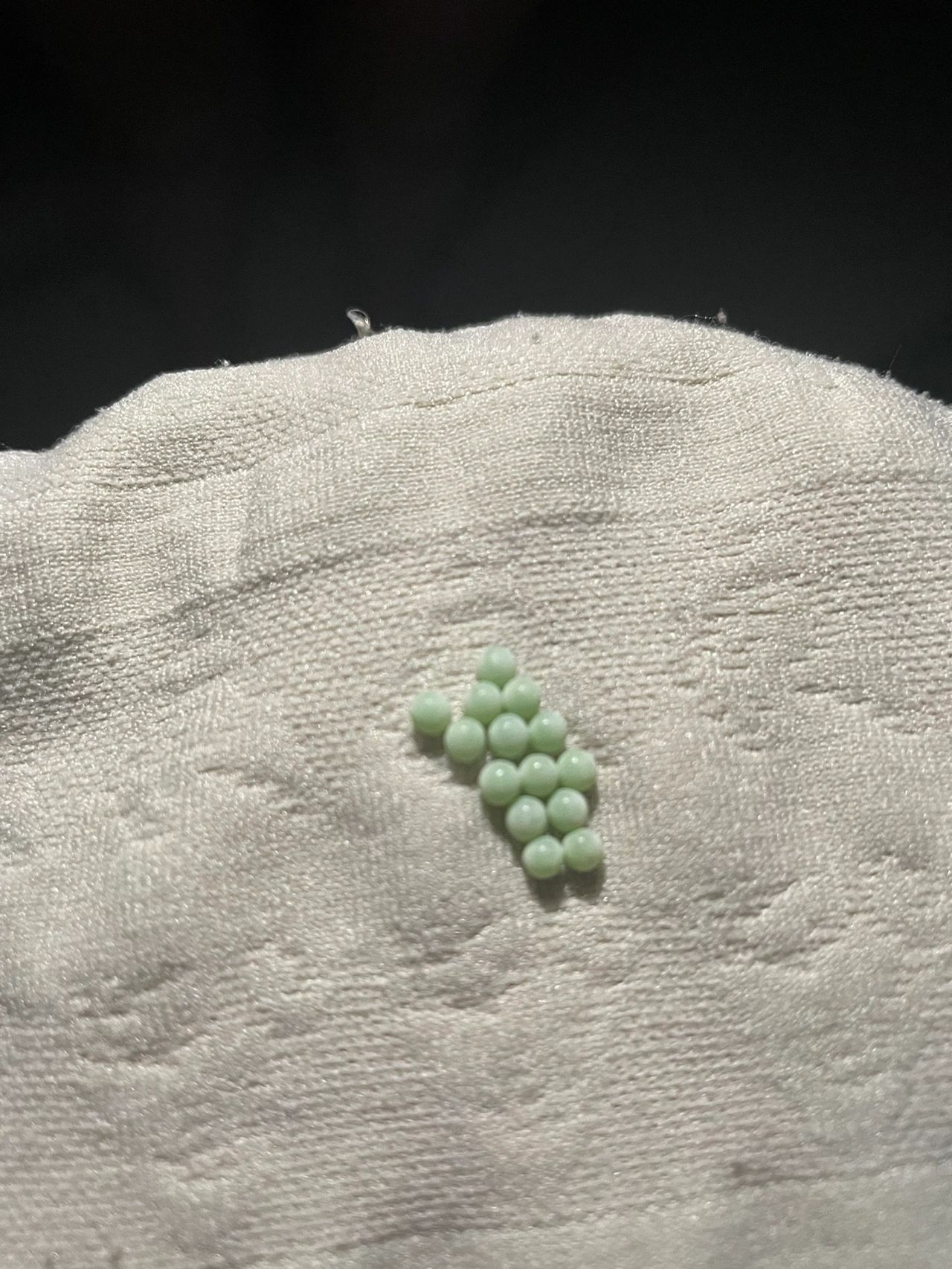 不知道姐妹们有没有见过臭屁虫 那是一种喜欢在荔枝树,龙眼树上呆着