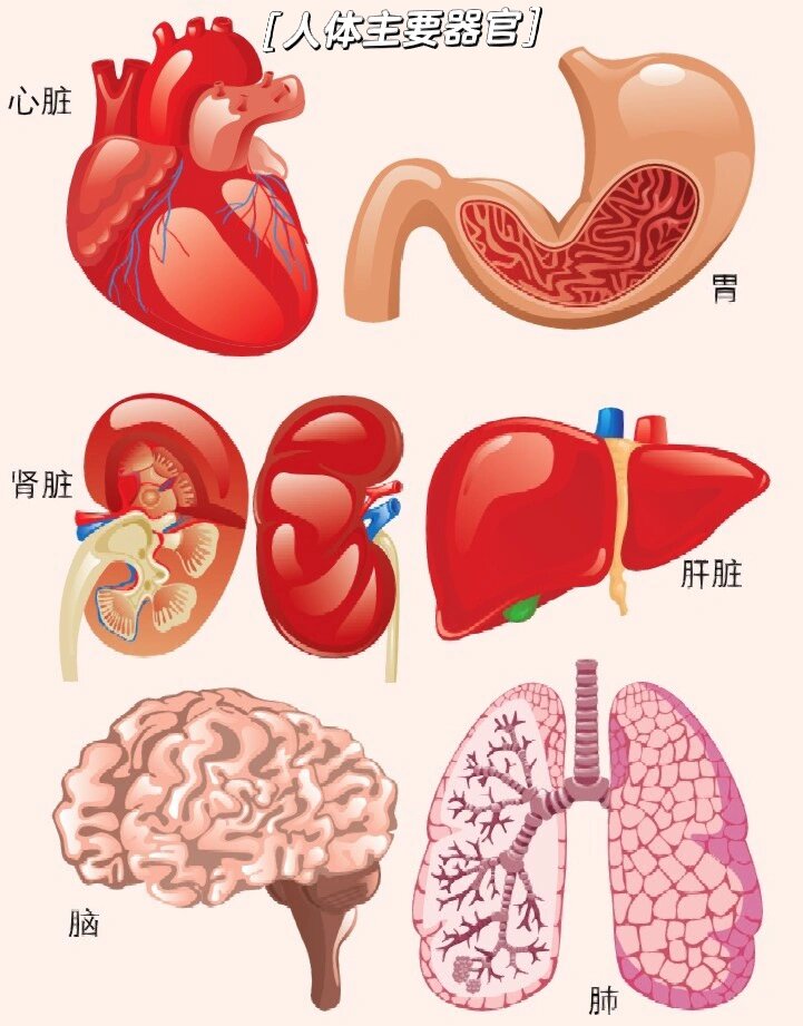 心脏在左还是在右?看人体结构图了解身体