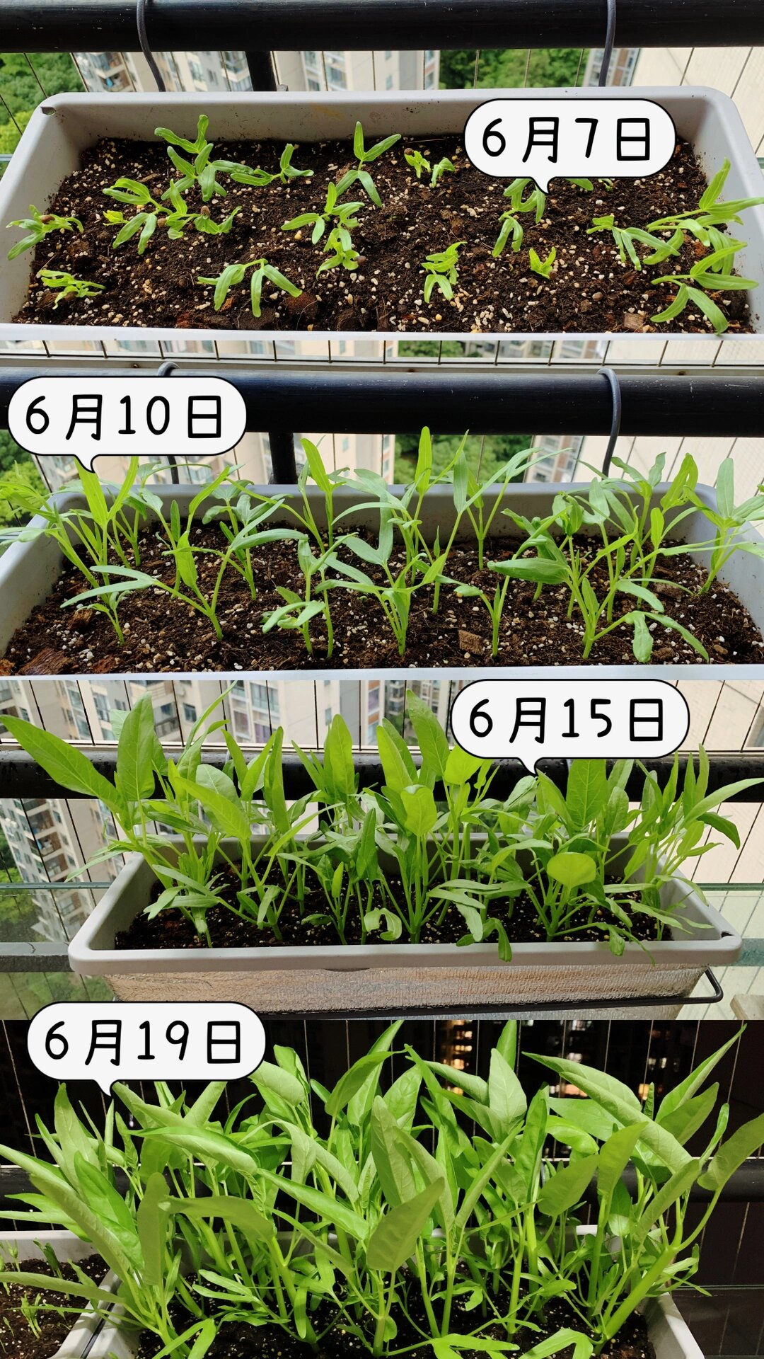 吃上自己种的空心菜啦