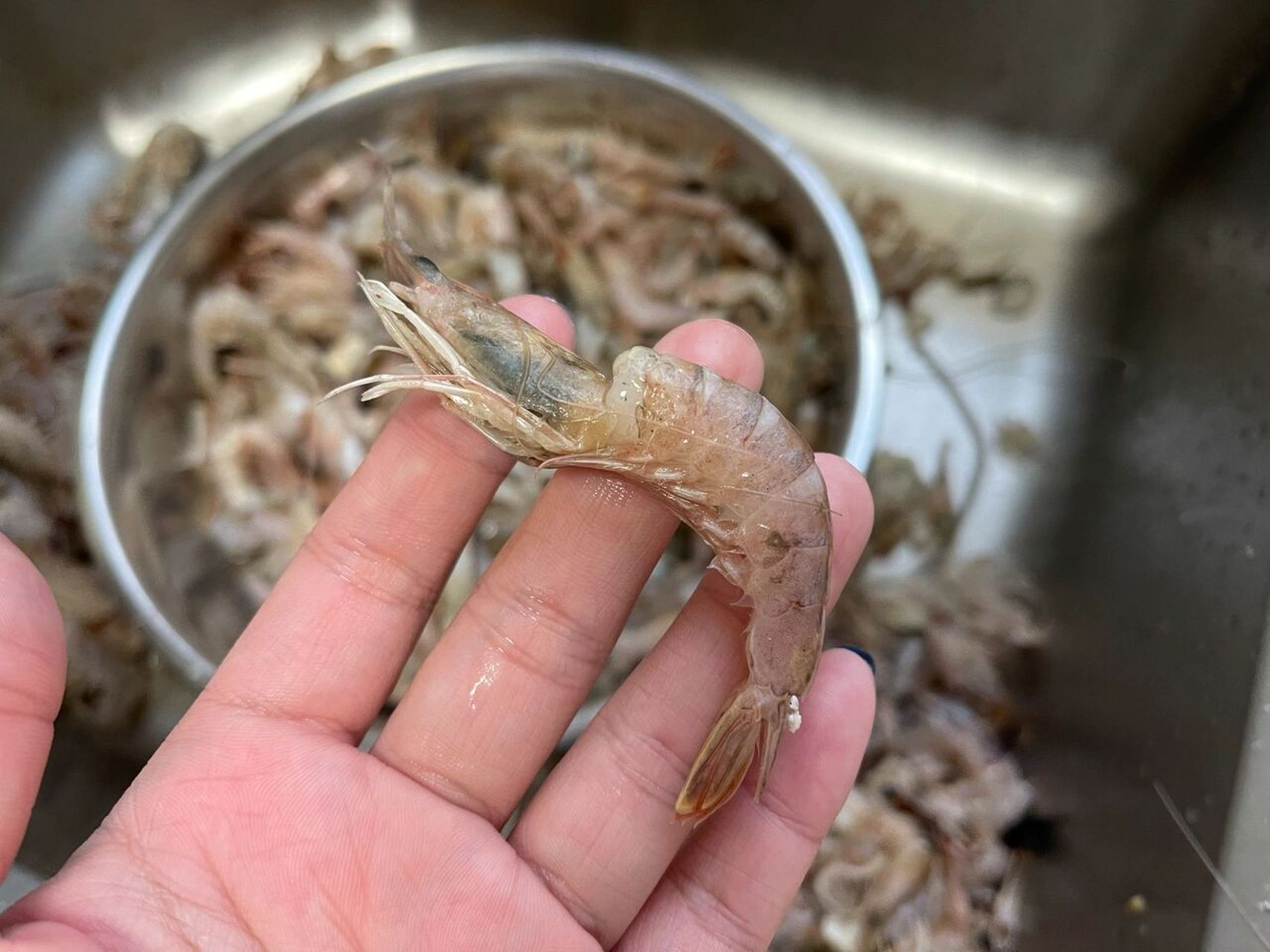 手工扒虾篇|野生小海虾 铁皮虾5斤,扒完净肉重1096克(2斤左右)