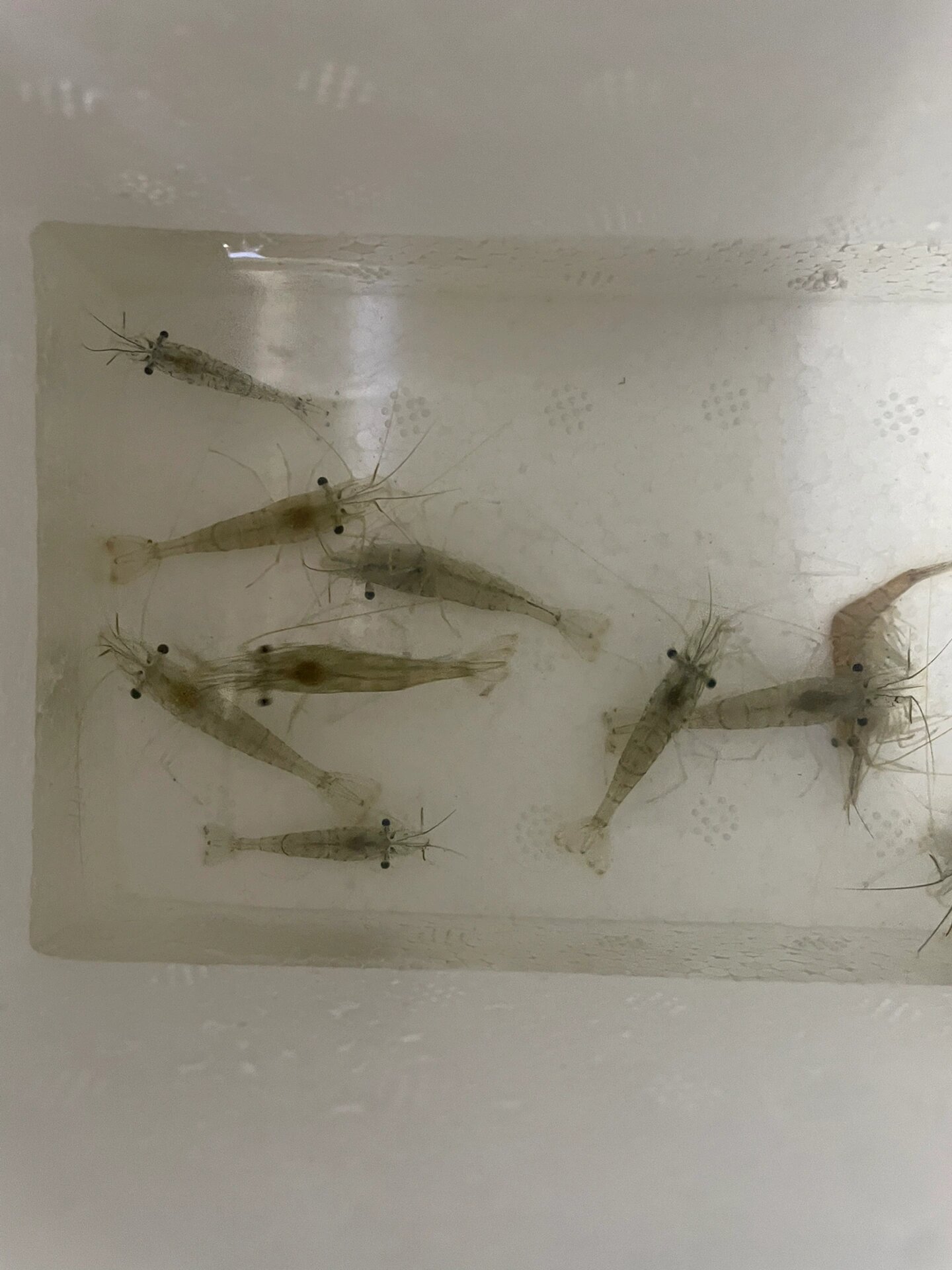 虾友们 这个是花腰虾吧 在网上买了些花腰虾(中华小长臂)除刚毛藻,没