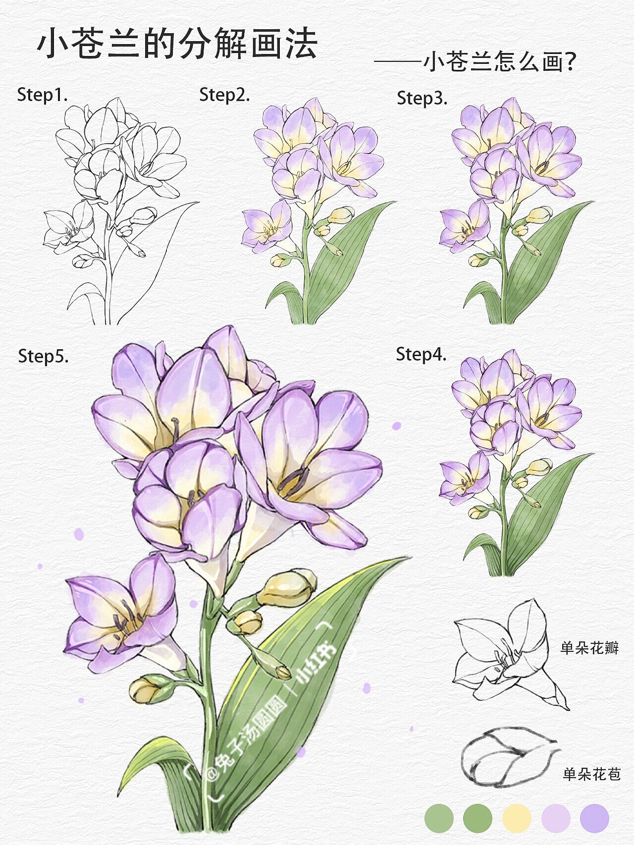 零基础学插画|小苍兰的分解画法✨