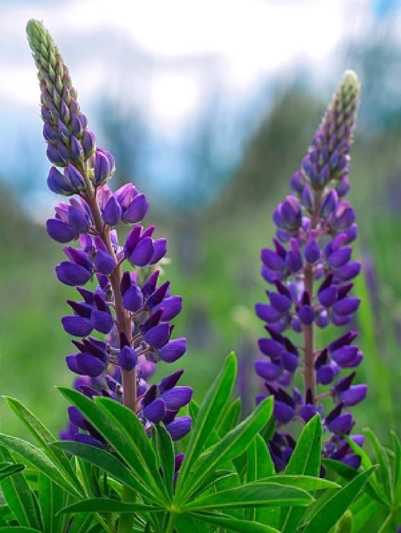 羽扇豆     别名: 鲁冰花 法语: lupin 插花: 线条轮廓 花语: 母爱