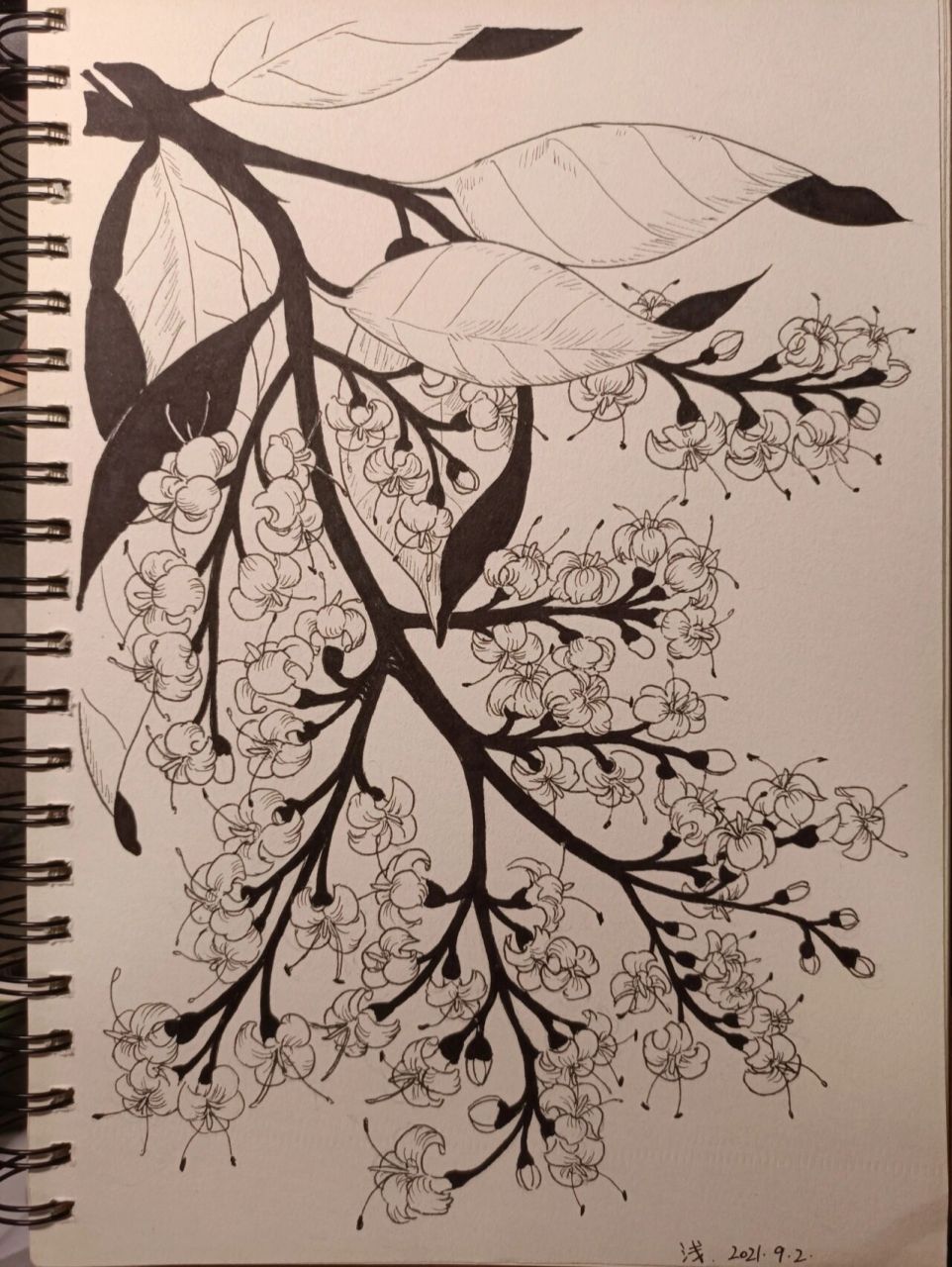 线描 临摹 女贞    继续画线描…… 小朵朵的花94真的好难啊