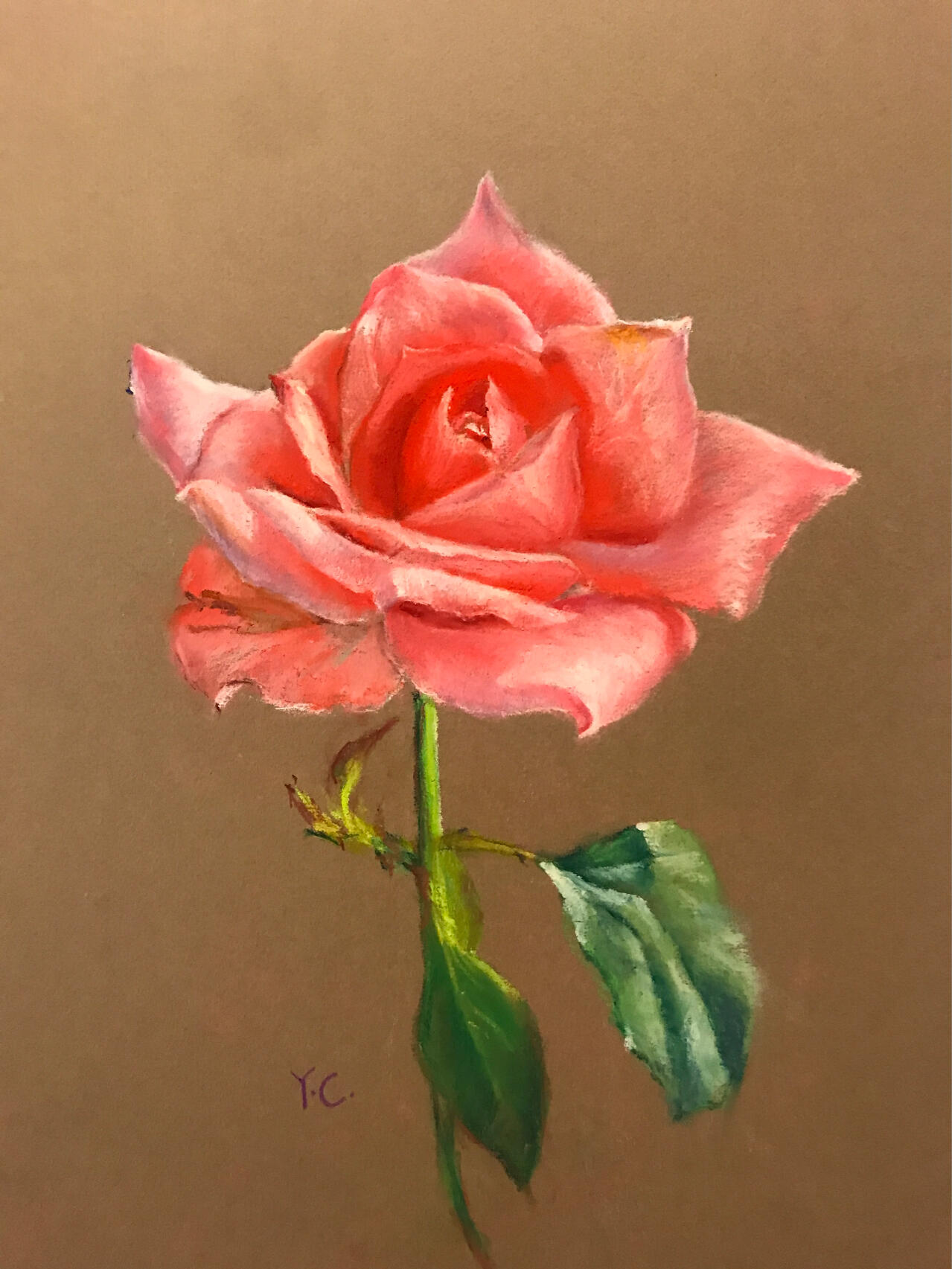 色粉画-送你一朵玫瑰花- 分步骤学习