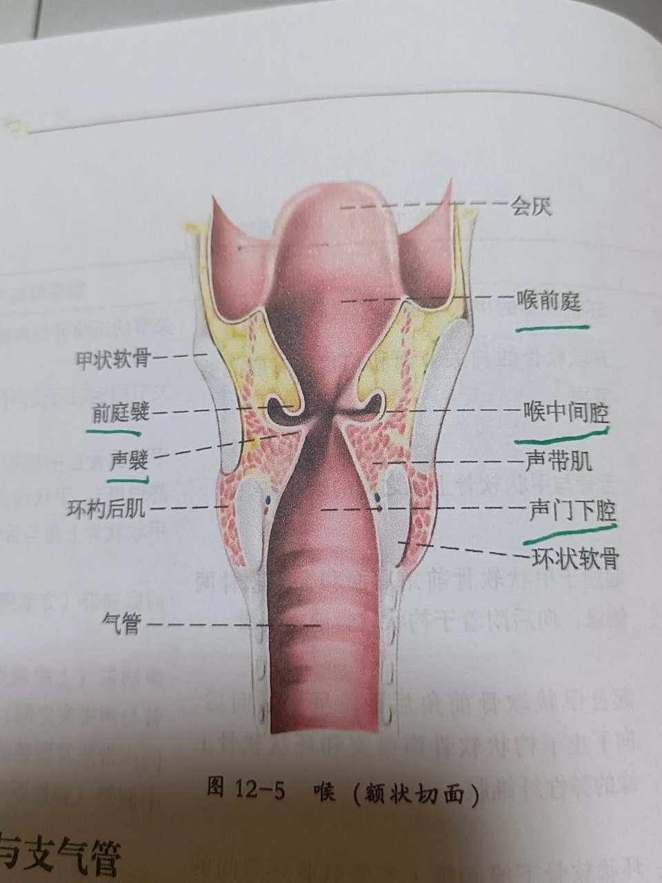 考研/运动解剖学/喉腔的分部 166喉前庭:喉口-前庭裂之间 266喉