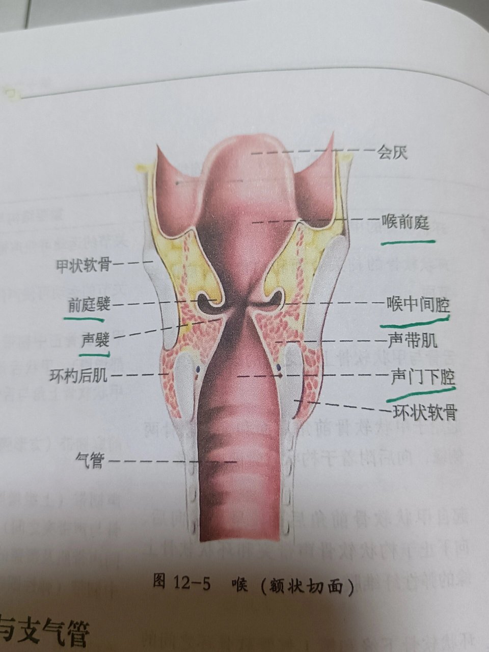 喉室解剖图图片