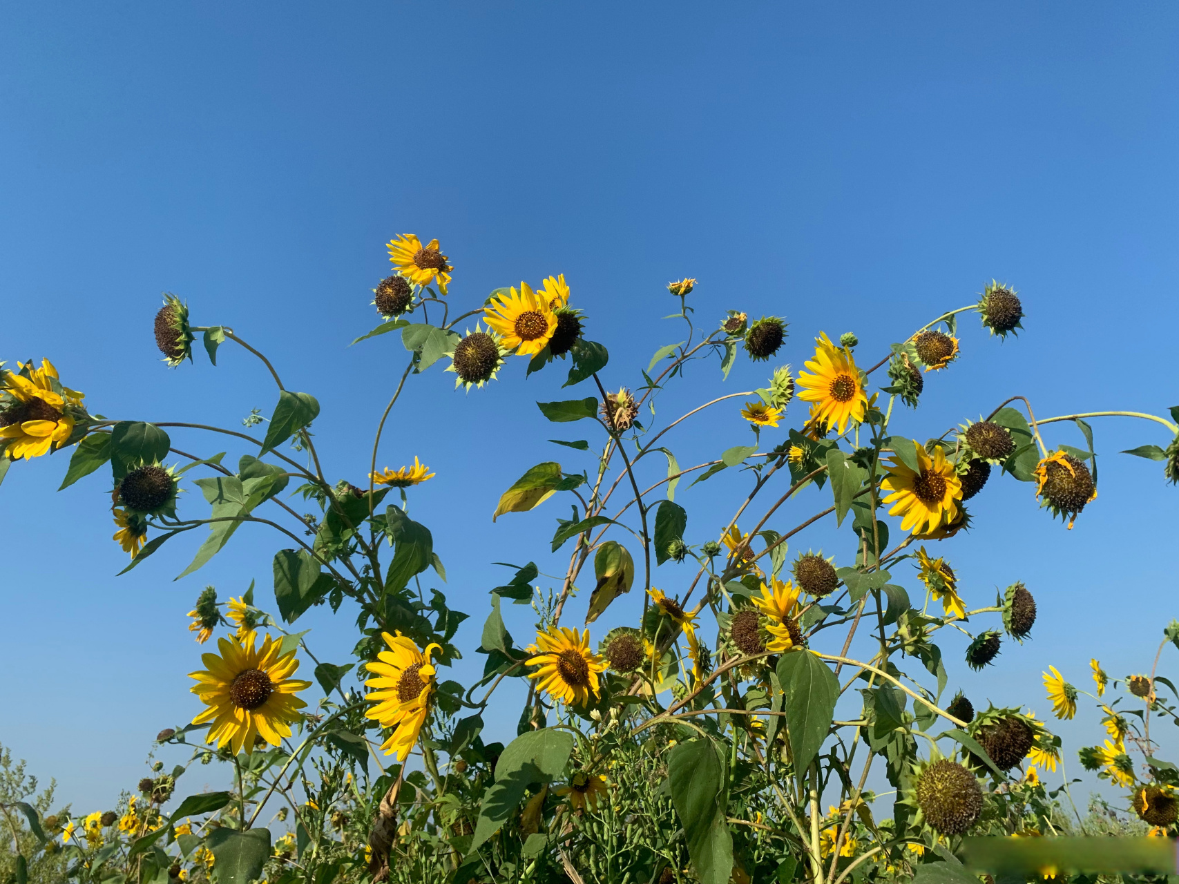 野葵花诗歌图片