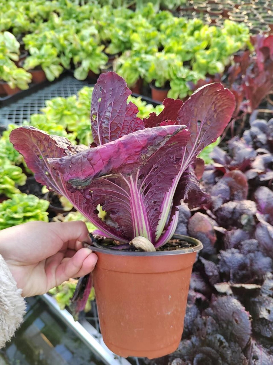 紫色白菜 奇妙的食用景观蔬菜系列(2)———紫白菜.