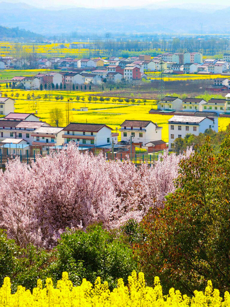 2024汉中油菜花已盛开!最新实拍!附攻略!